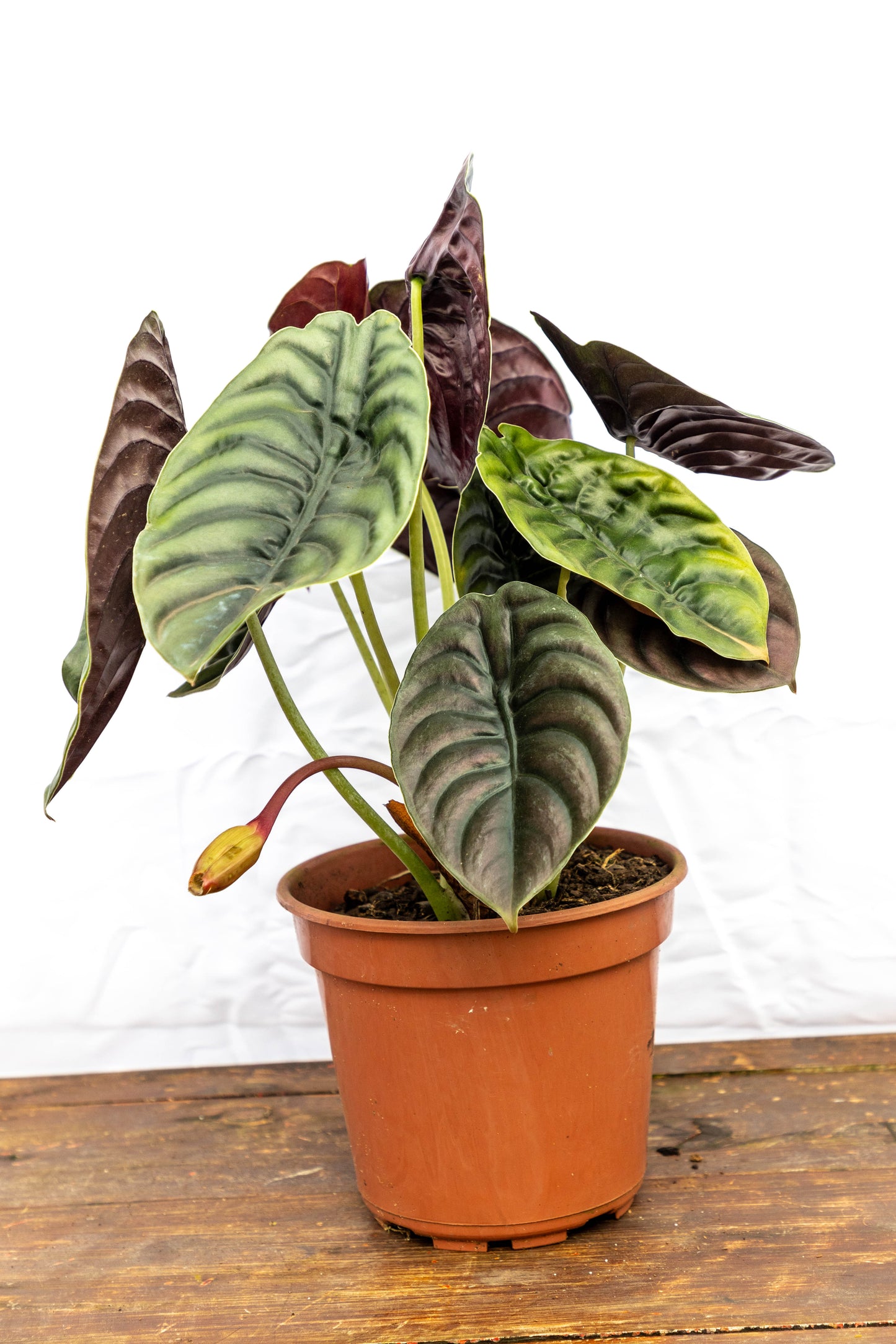 Alocasia Nebula – La joya misteriosa de las hojas oscuras