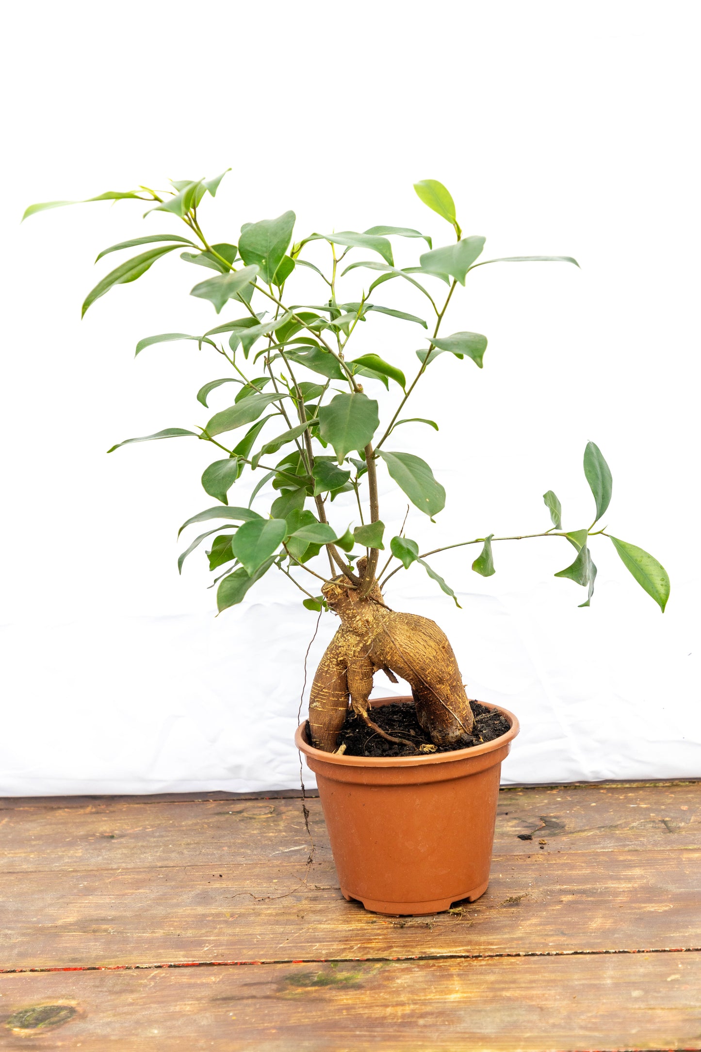 Ficus Microcarpa Ginseng – Un bonsái con carácter