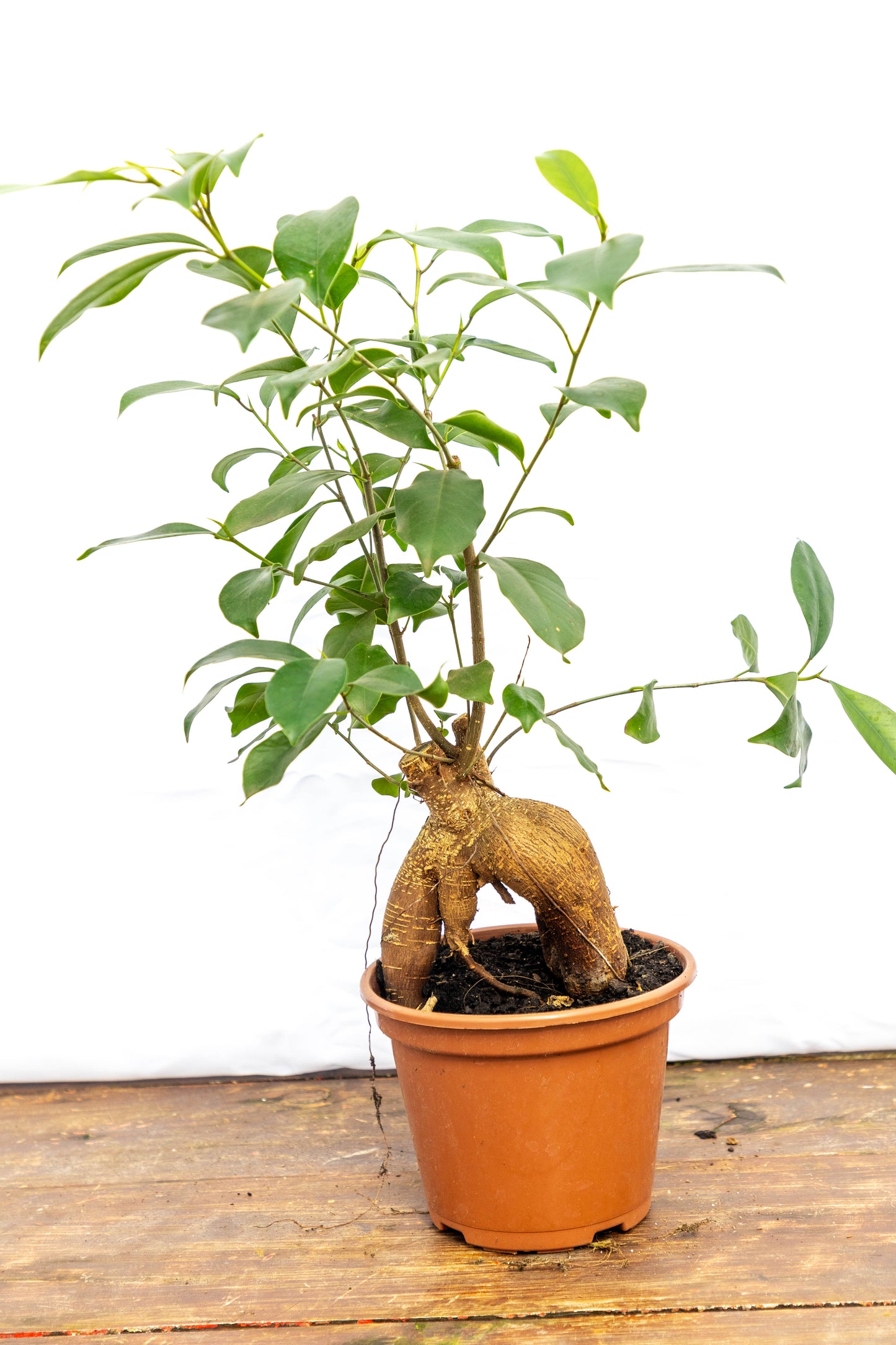 Ficus Microcarpa Ginseng – Un bonsái con carácter