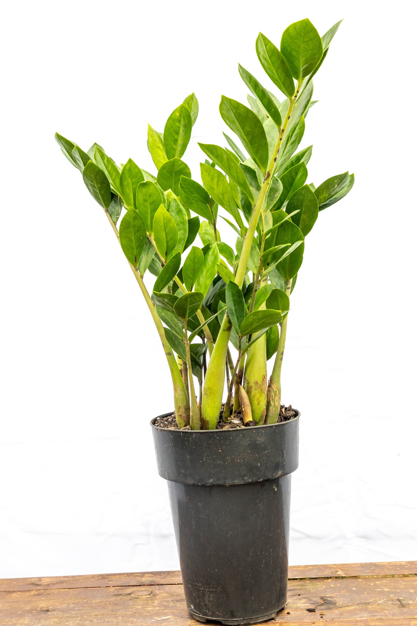 Zamioculca zamiifolia – Belleza indestructible y minimalista