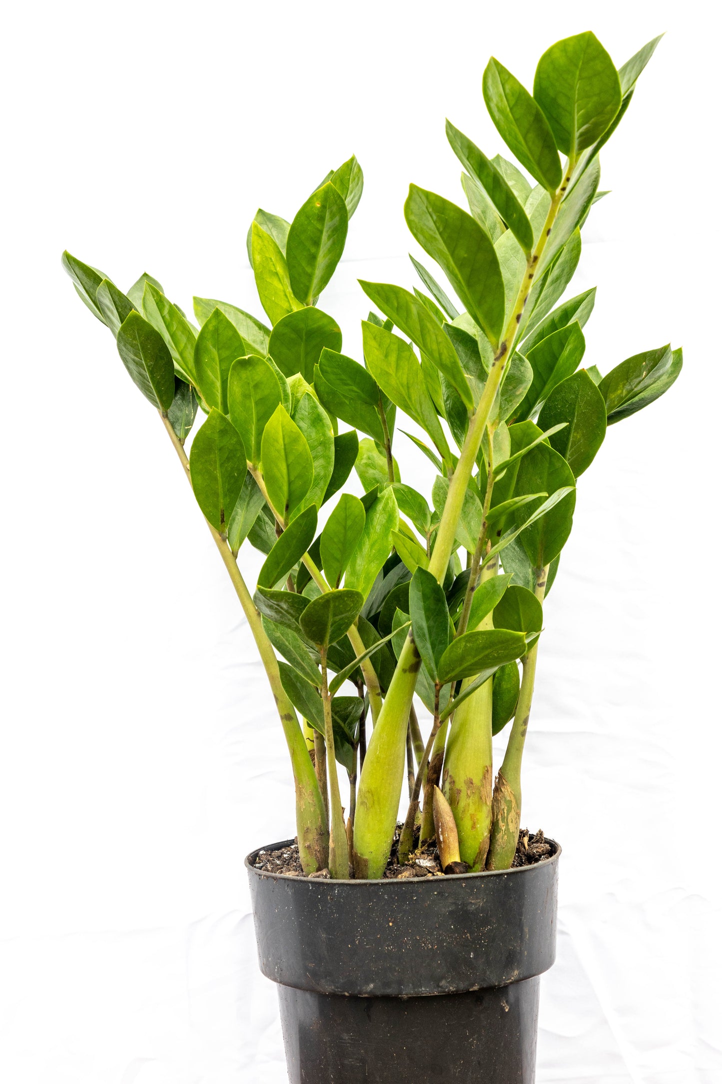 Zamioculca zamiifolia – Belleza indestructible y minimalista