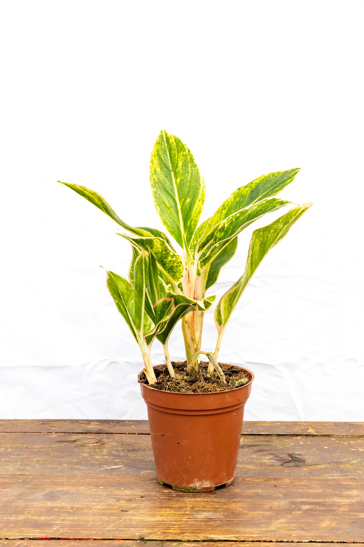 Aglaonema Creta - Estilo para interiores