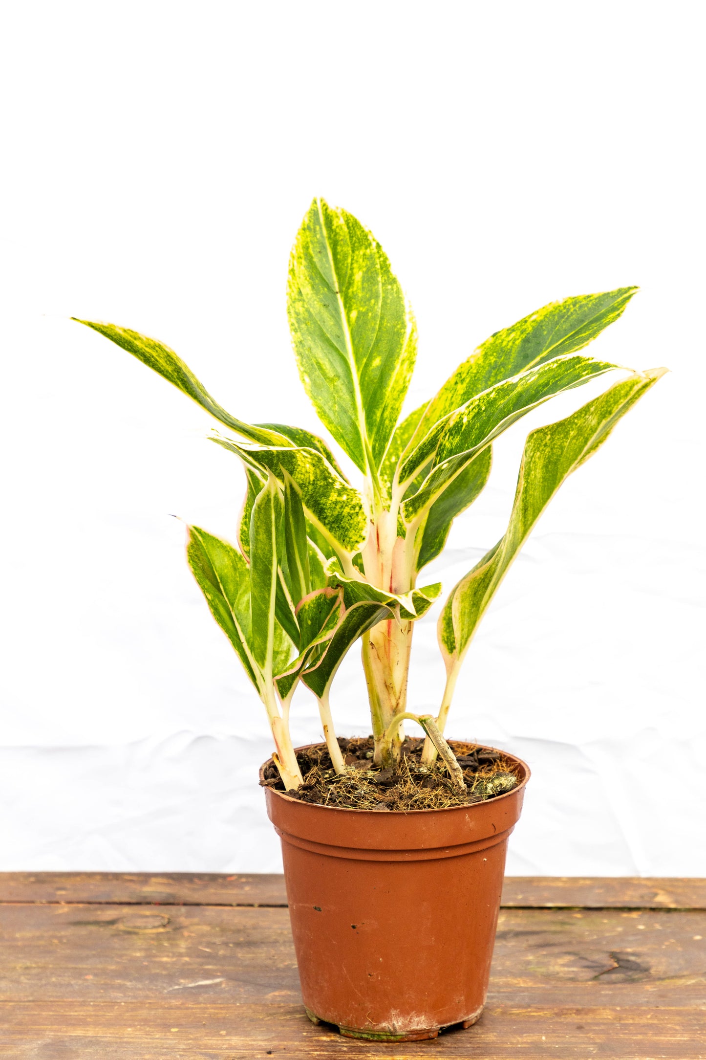 Aglaonema Creta - Estilo para interiores