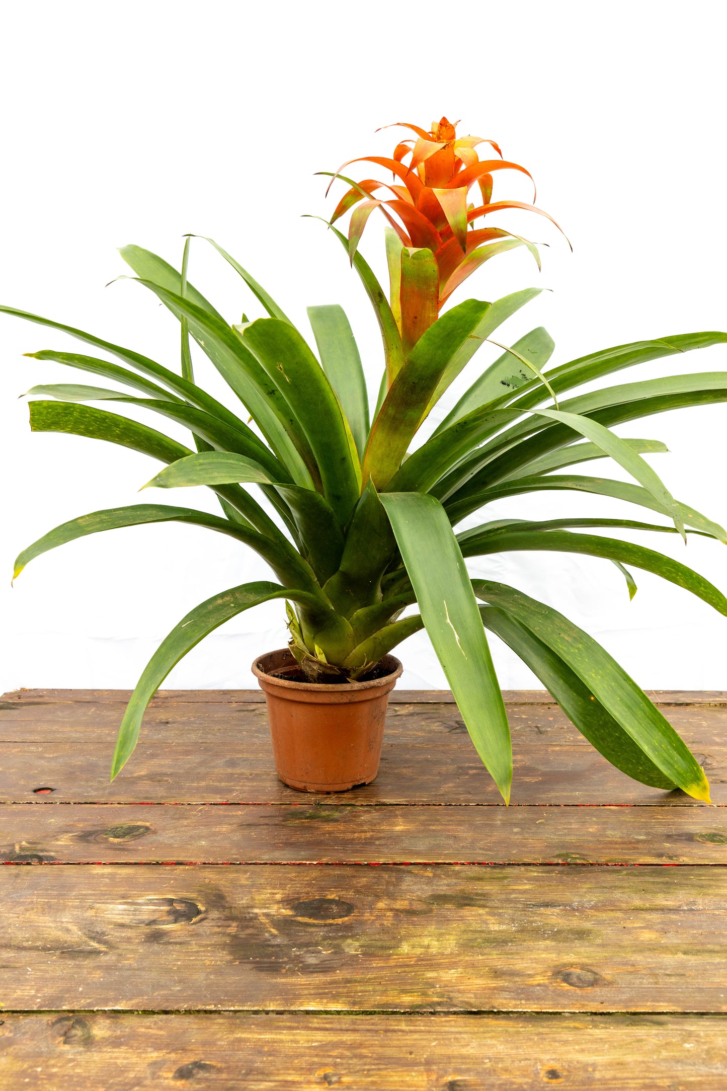 Bromelia Guzmania – Un fuego tropical que florece en tu casa