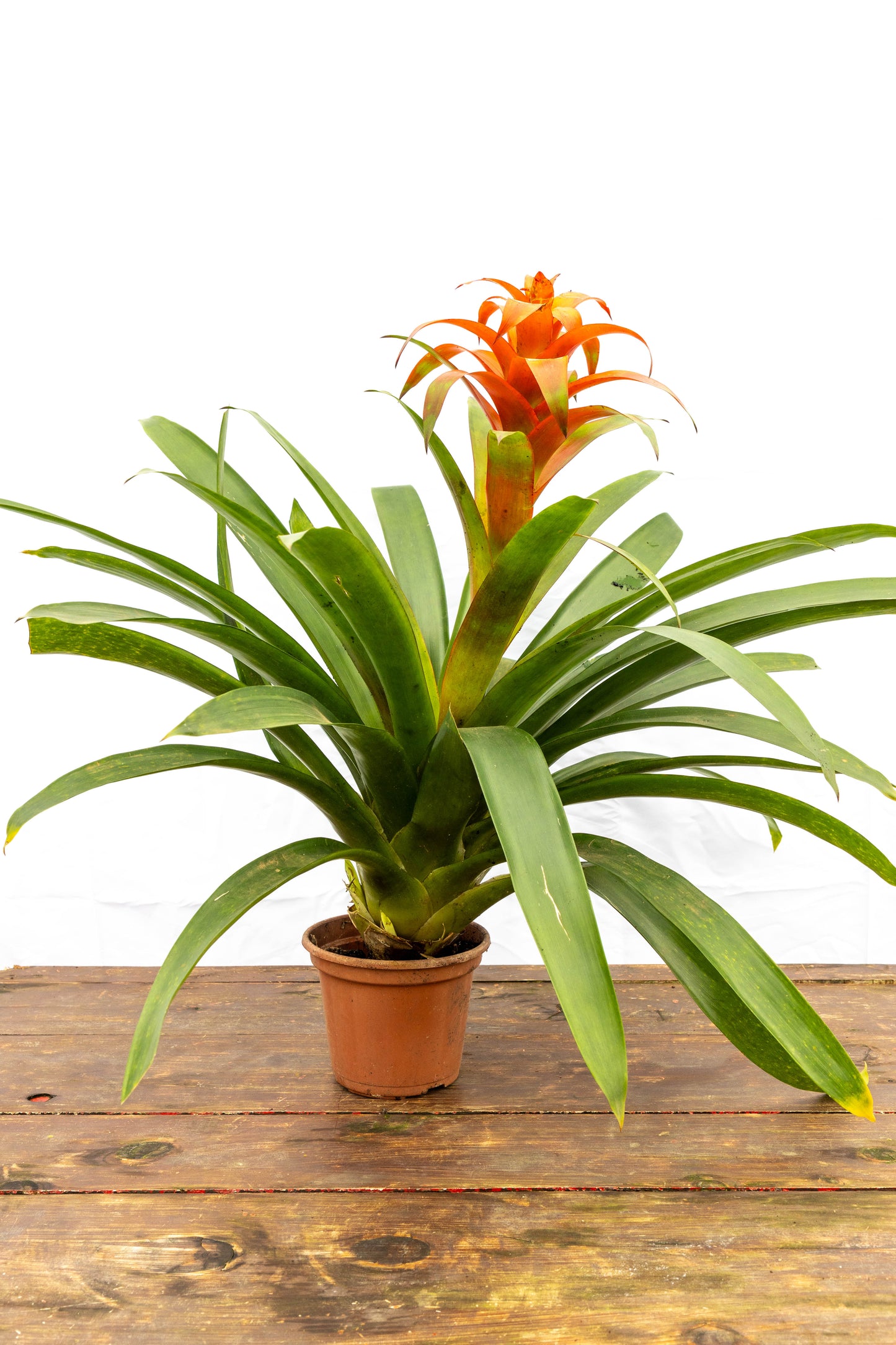 Bromelia Guzmania – Un fuego tropical que florece en tu casa