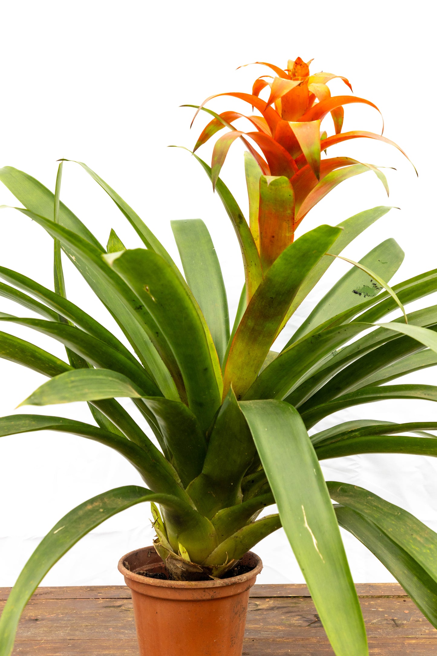 Bromelia Guzmania – Un fuego tropical que florece en tu casa