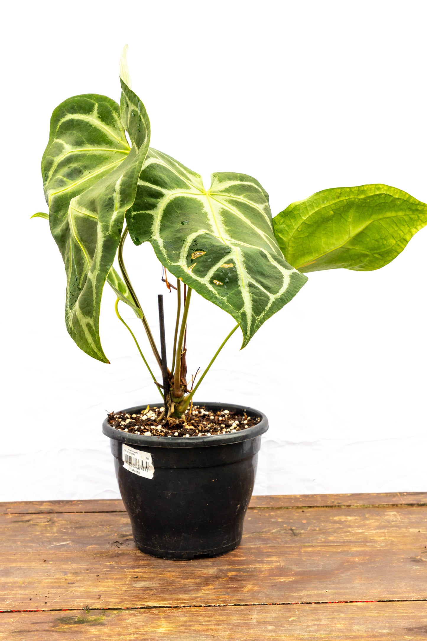 Anthurium Crystallinum – Lujo tropical en forma de hoja