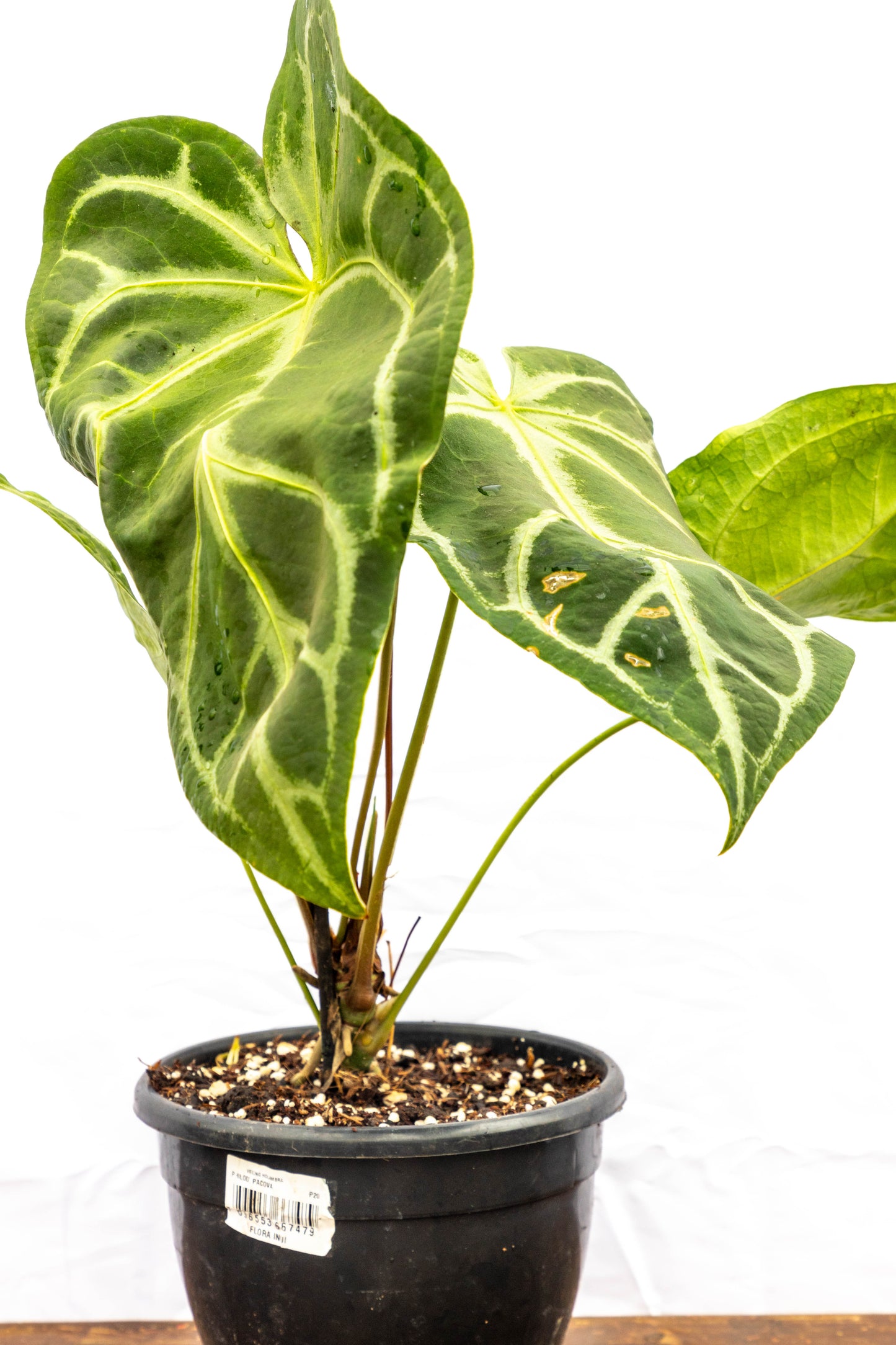 Anthurium Crystallinum – Lujo tropical en forma de hoja