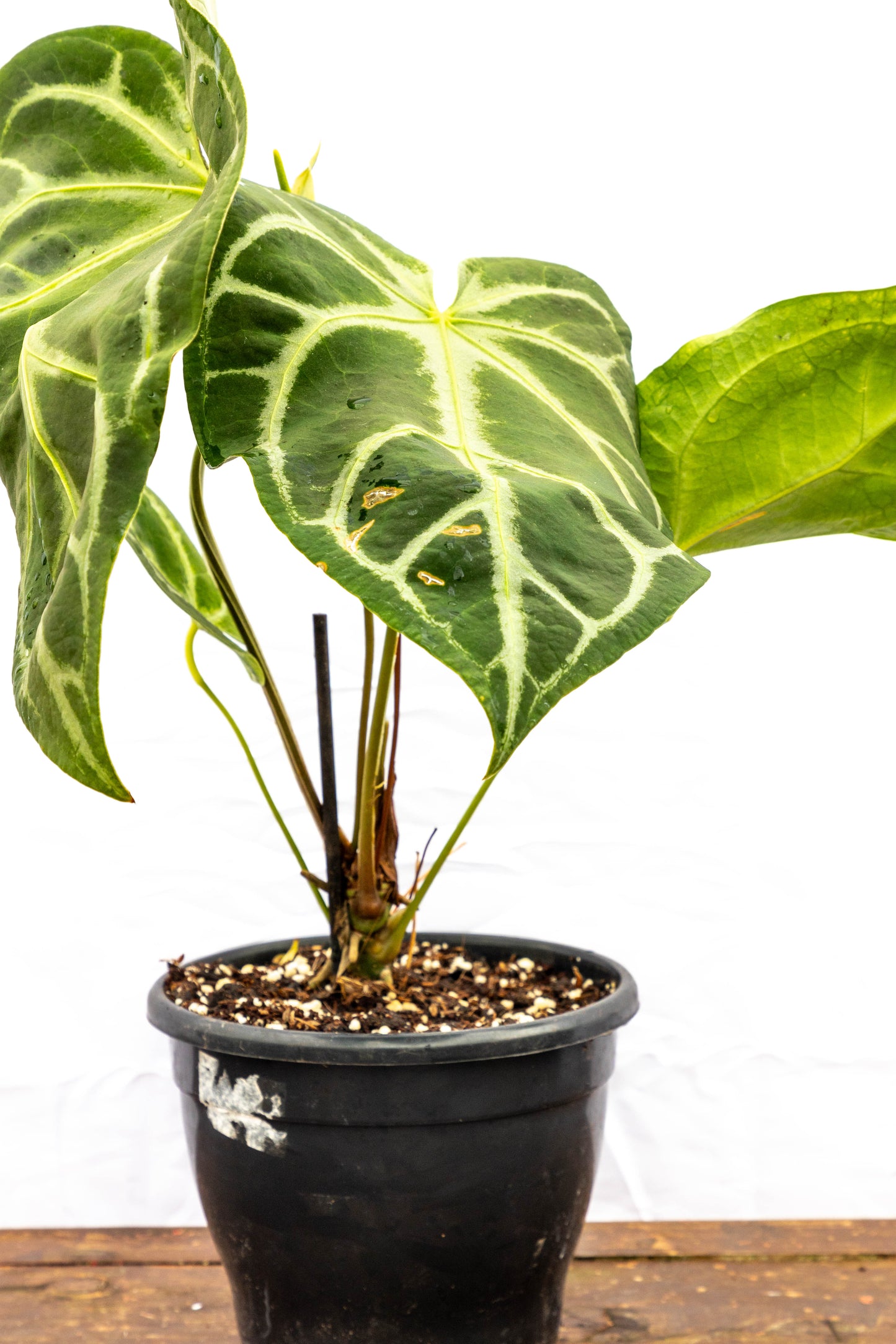 Anthurium Crystallinum – Lujo tropical en forma de hoja