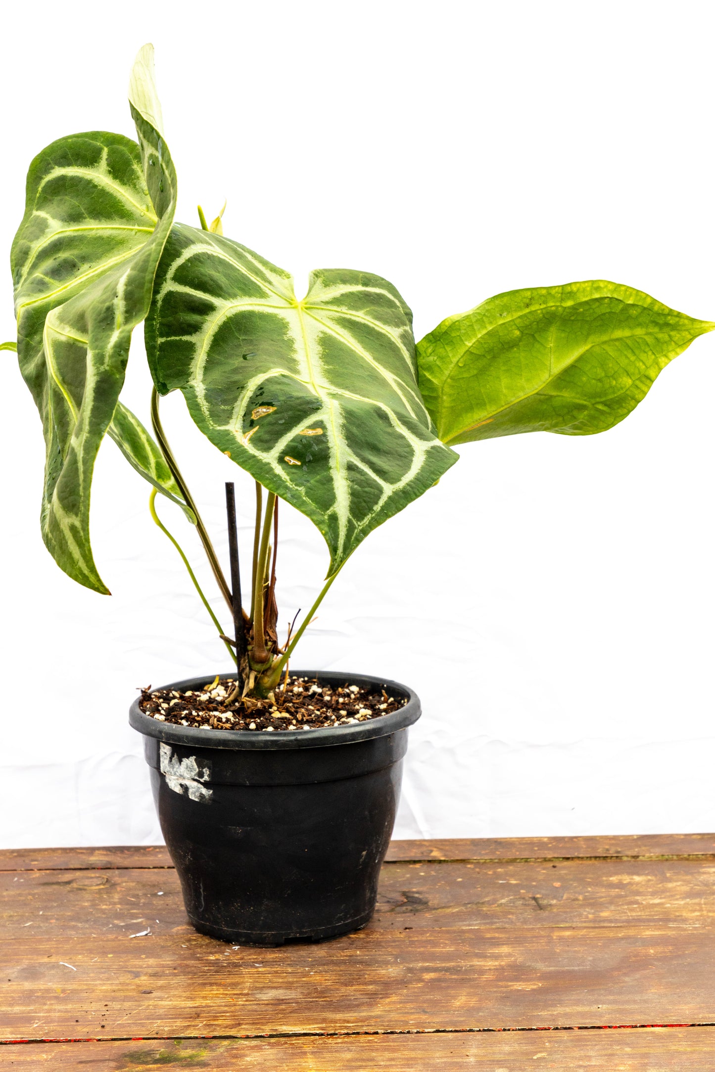 Anthurium Crystallinum – Lujo tropical en forma de hoja