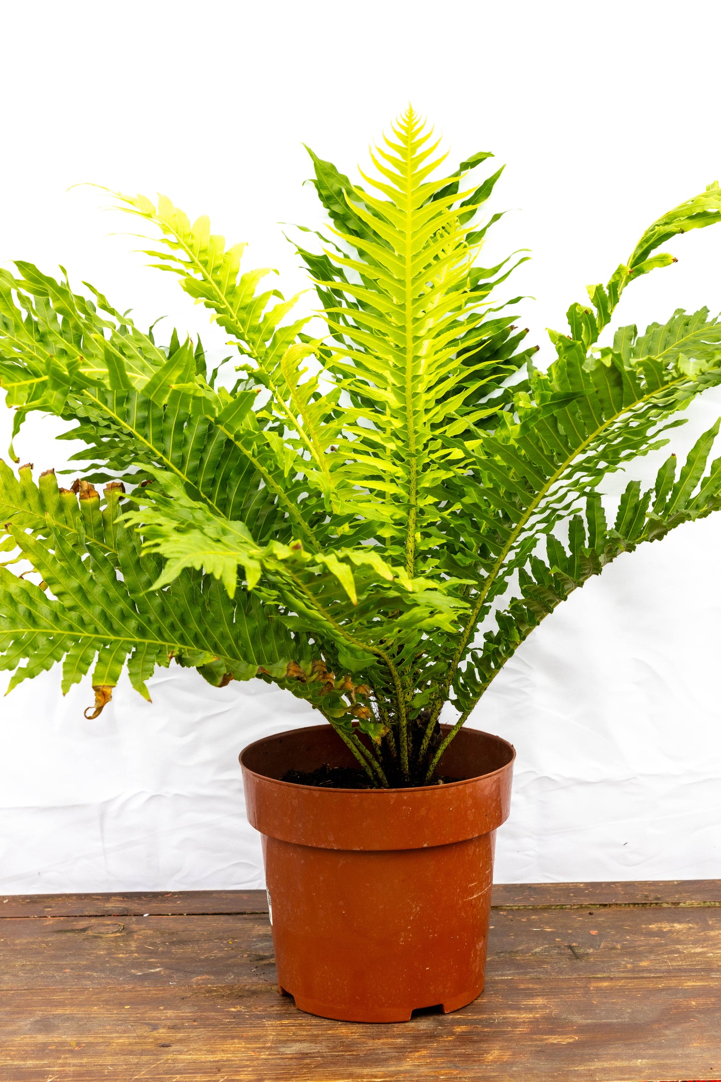 Helecho Árbol – Majestuosidad verde para tus espacios