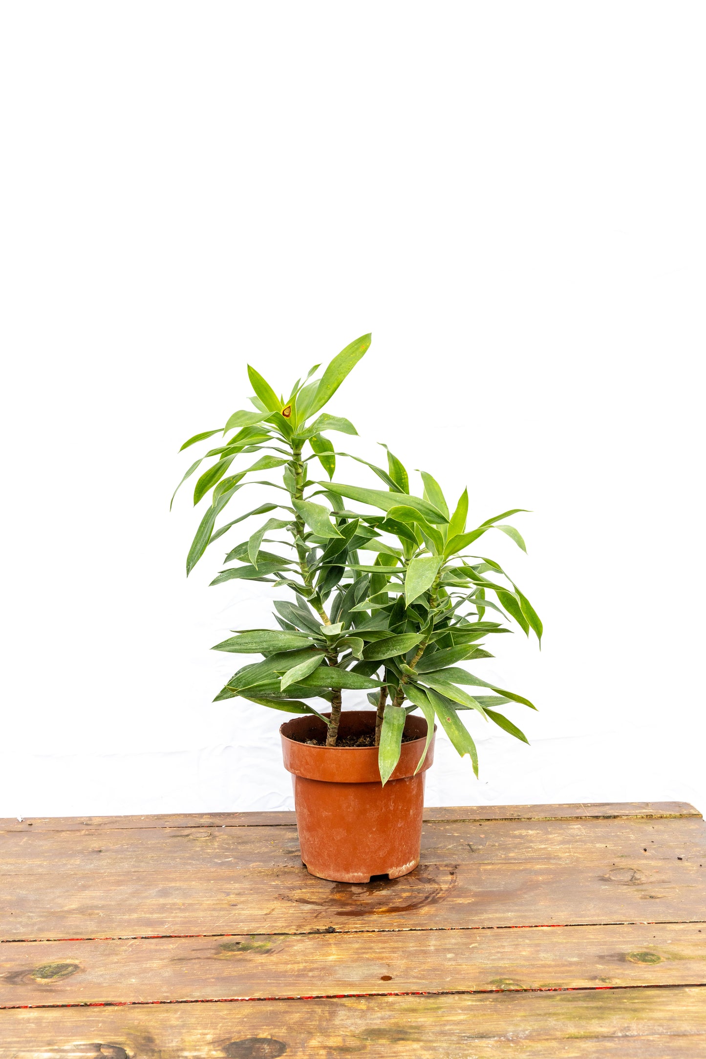 Dracena Reflexa – Verde vibrante con personalidad tropical
