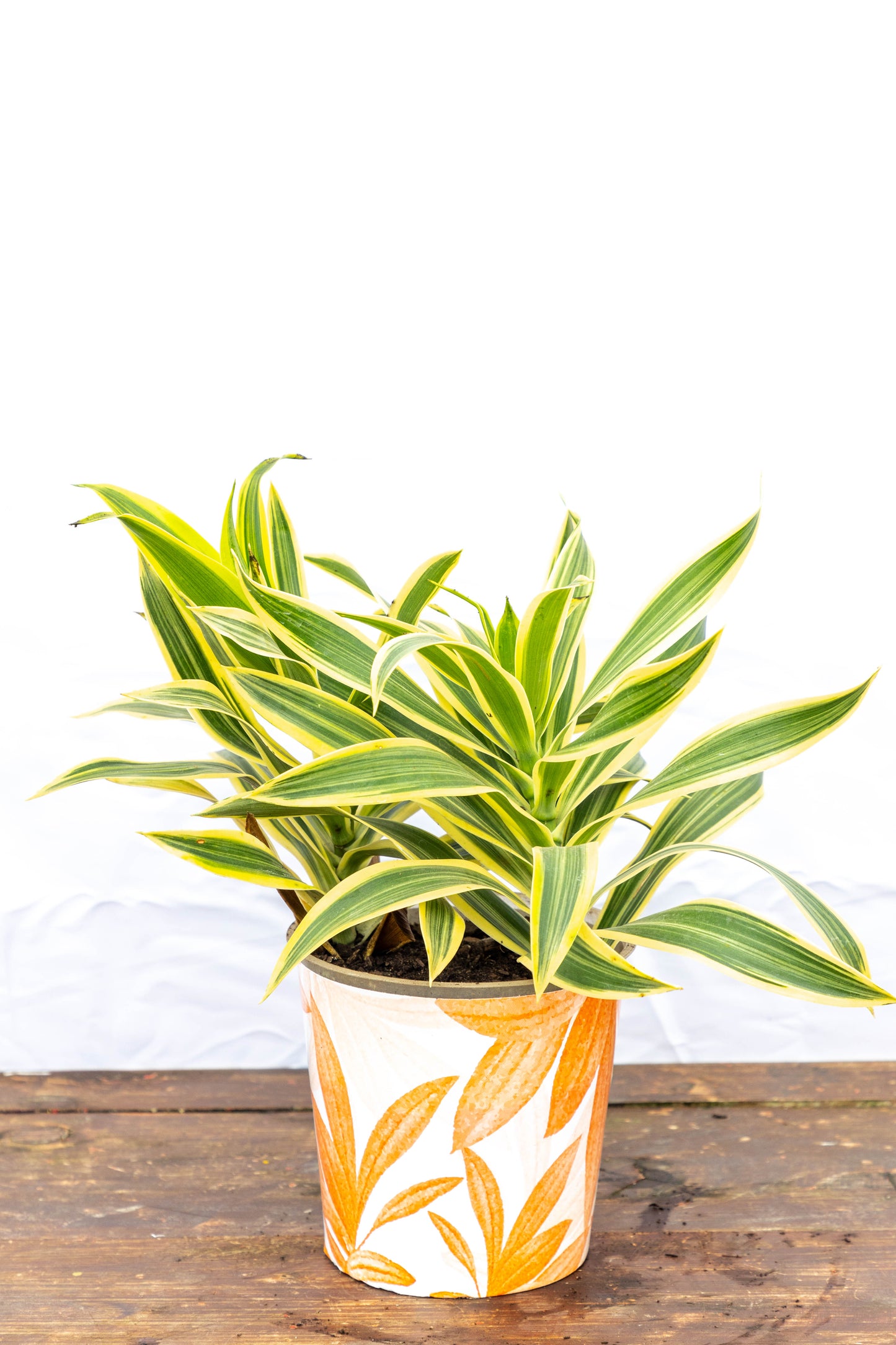Dracena Pleomele – Verde estilizado para ambientes modernos
