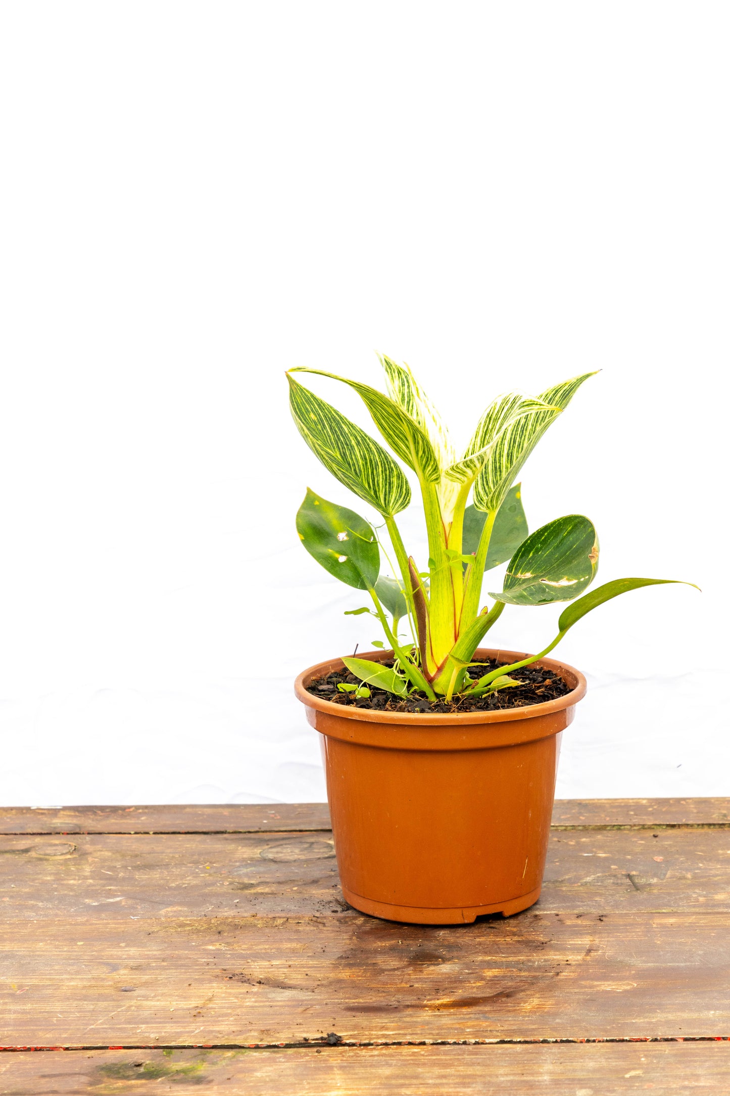 Philodendron Birkin – Elegancia única en cada hoja