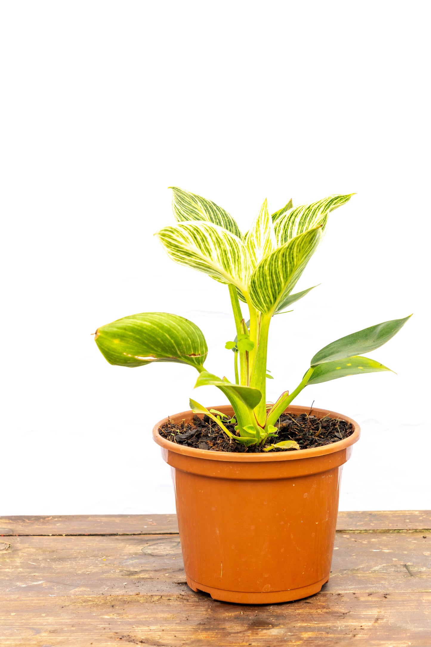 Philodendron Birkin – Elegancia única en cada hoja