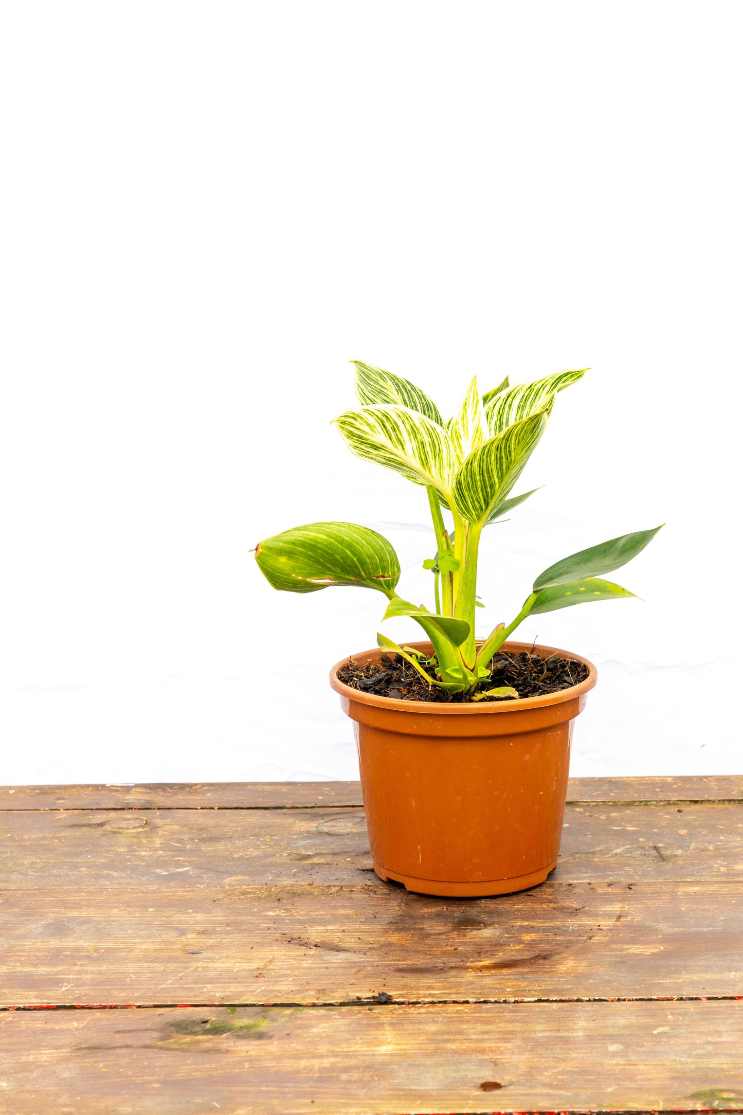 Philodendron Birkin – Elegancia única en cada hoja