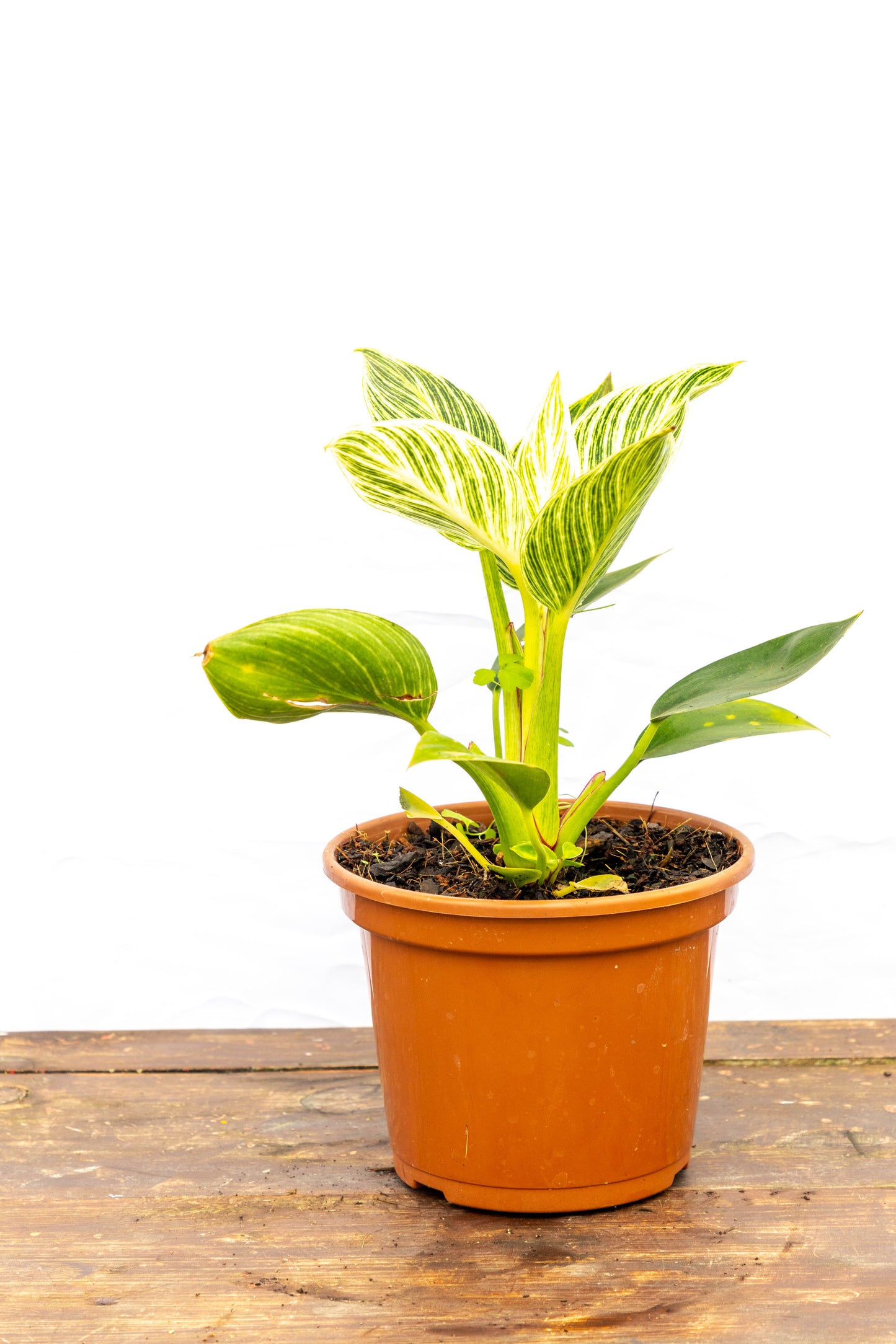 Philodendron Birkin – Elegancia única en cada hoja