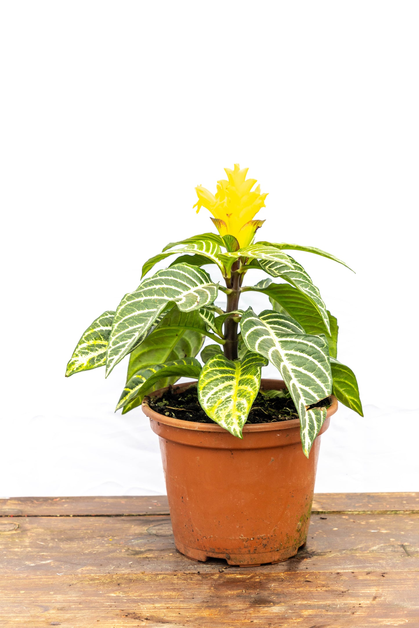 Aphelandra Tropical Brillante Planta Exótica