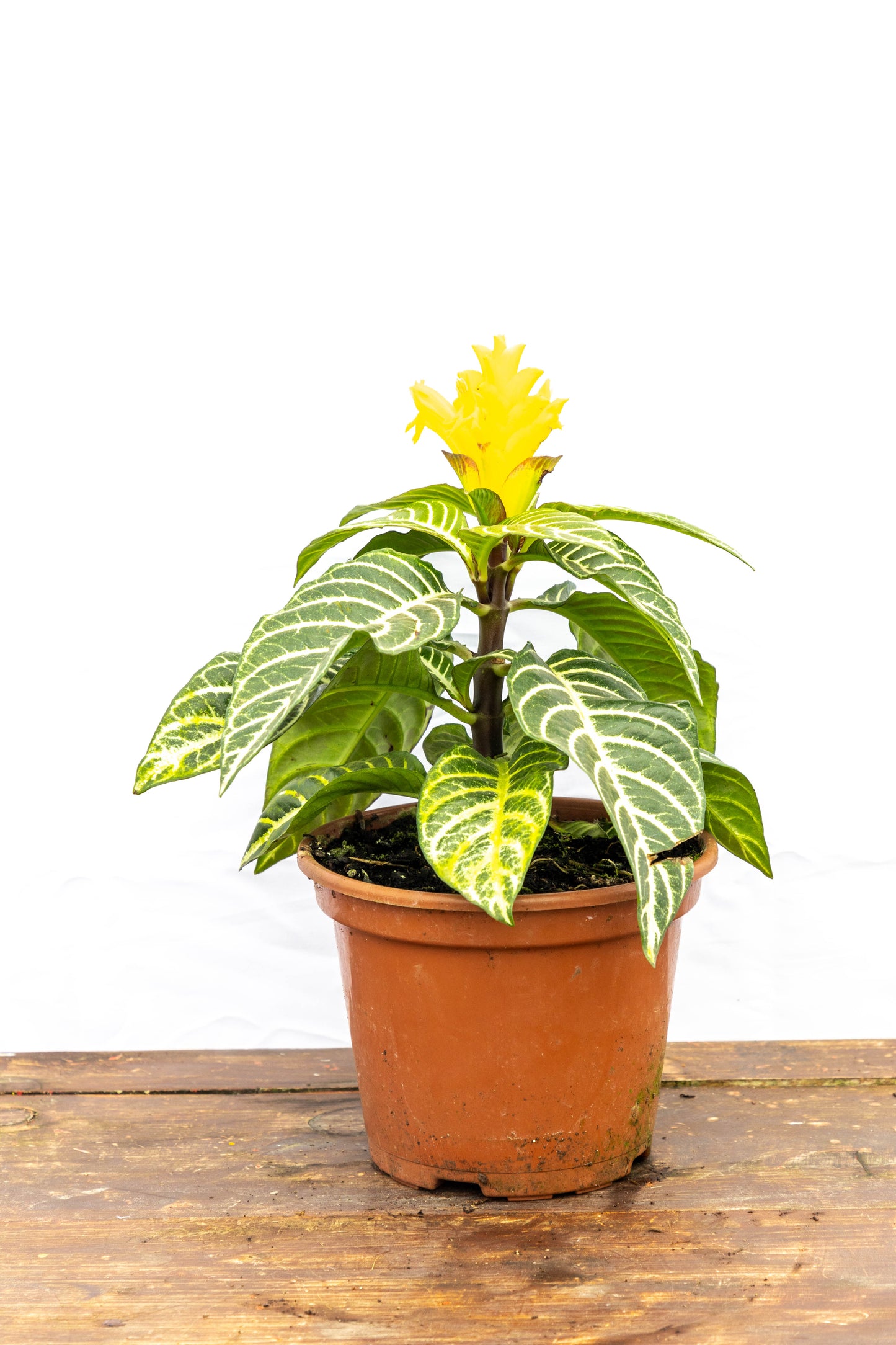 Aphelandra tropical – Explosión de color y exotismo