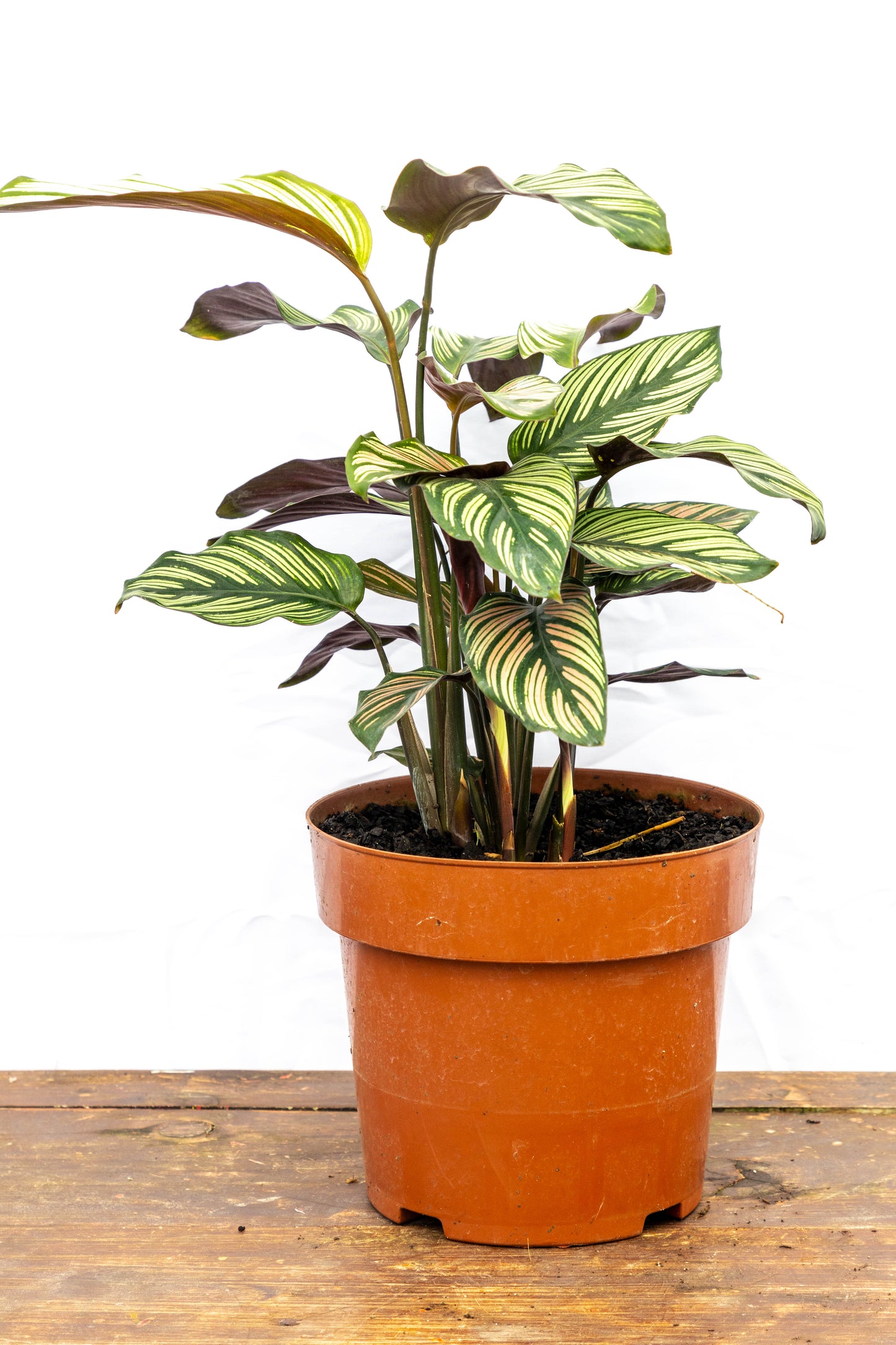 Calathea Ornata – Rayas rosas en hojas de terciopelo verde