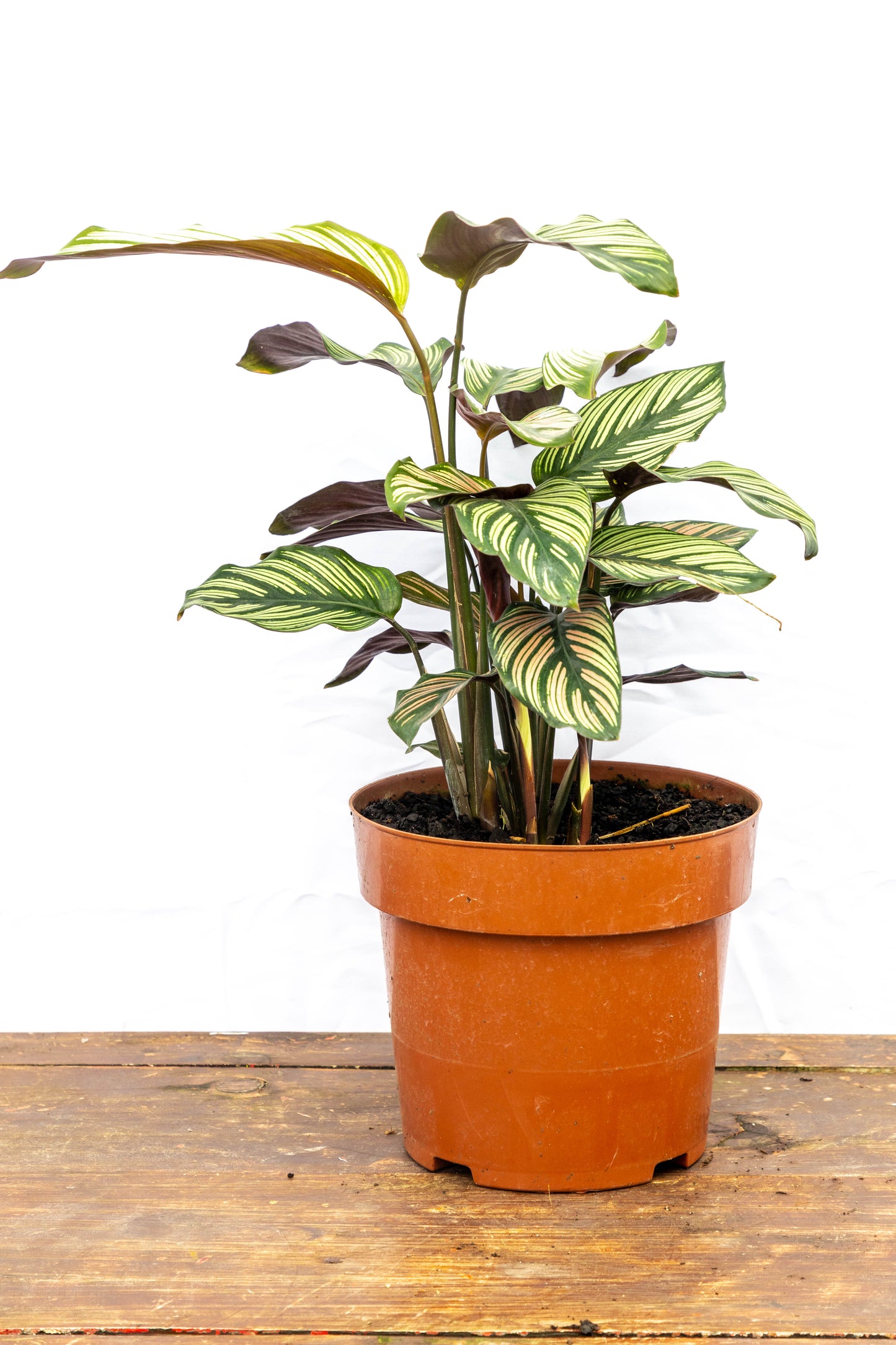 Calathea Ornata – Rayas rosas en hojas de terciopelo verde