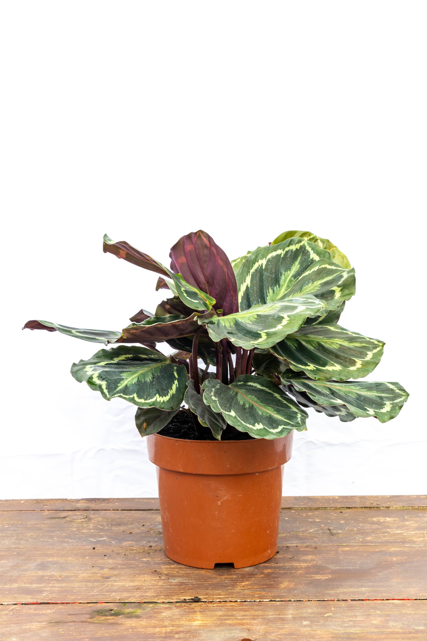 Calathea Medallion – Follaje artístico que cobra vida