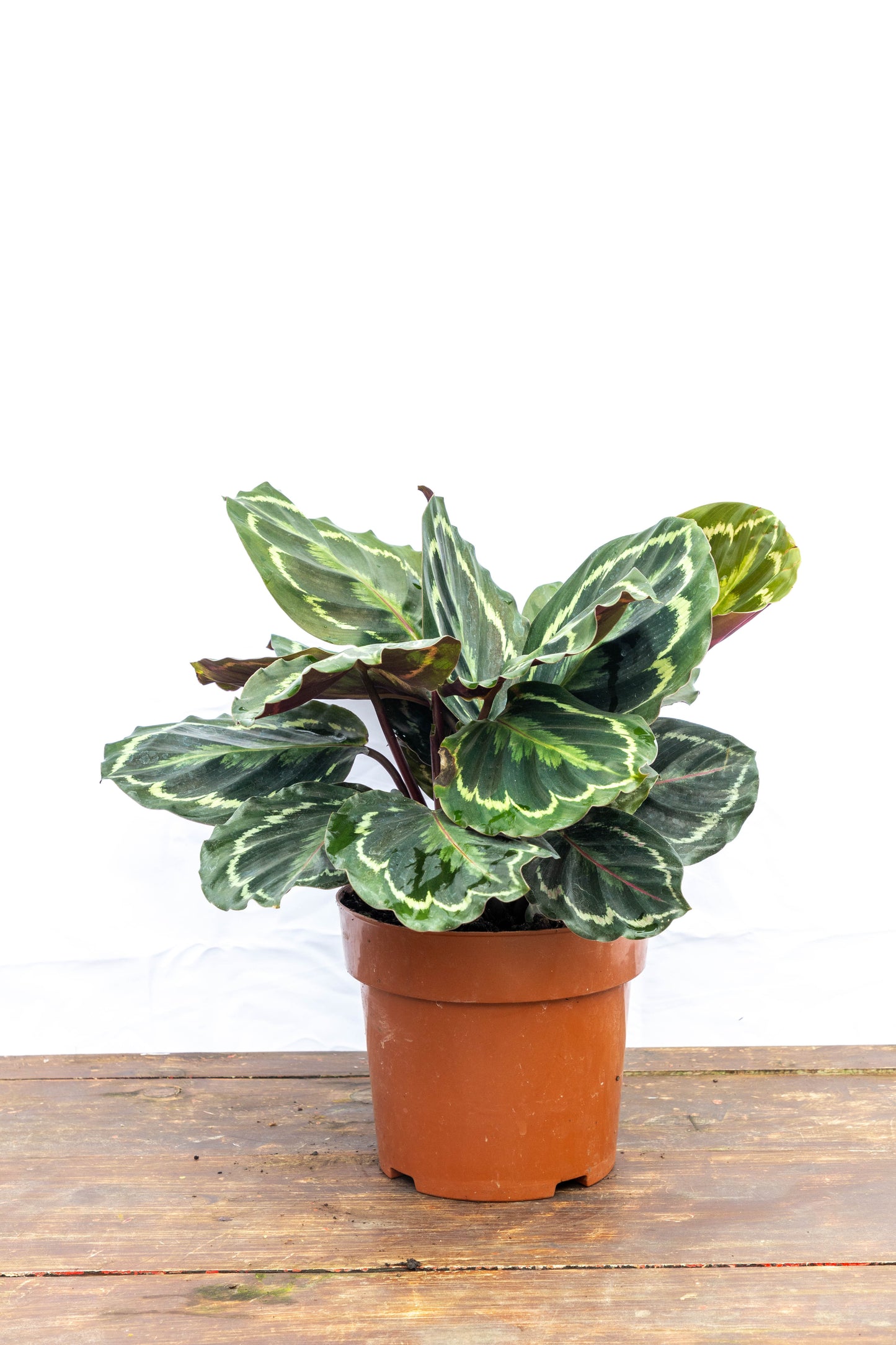 Calathea Medallion – Follaje artístico que cobra vida