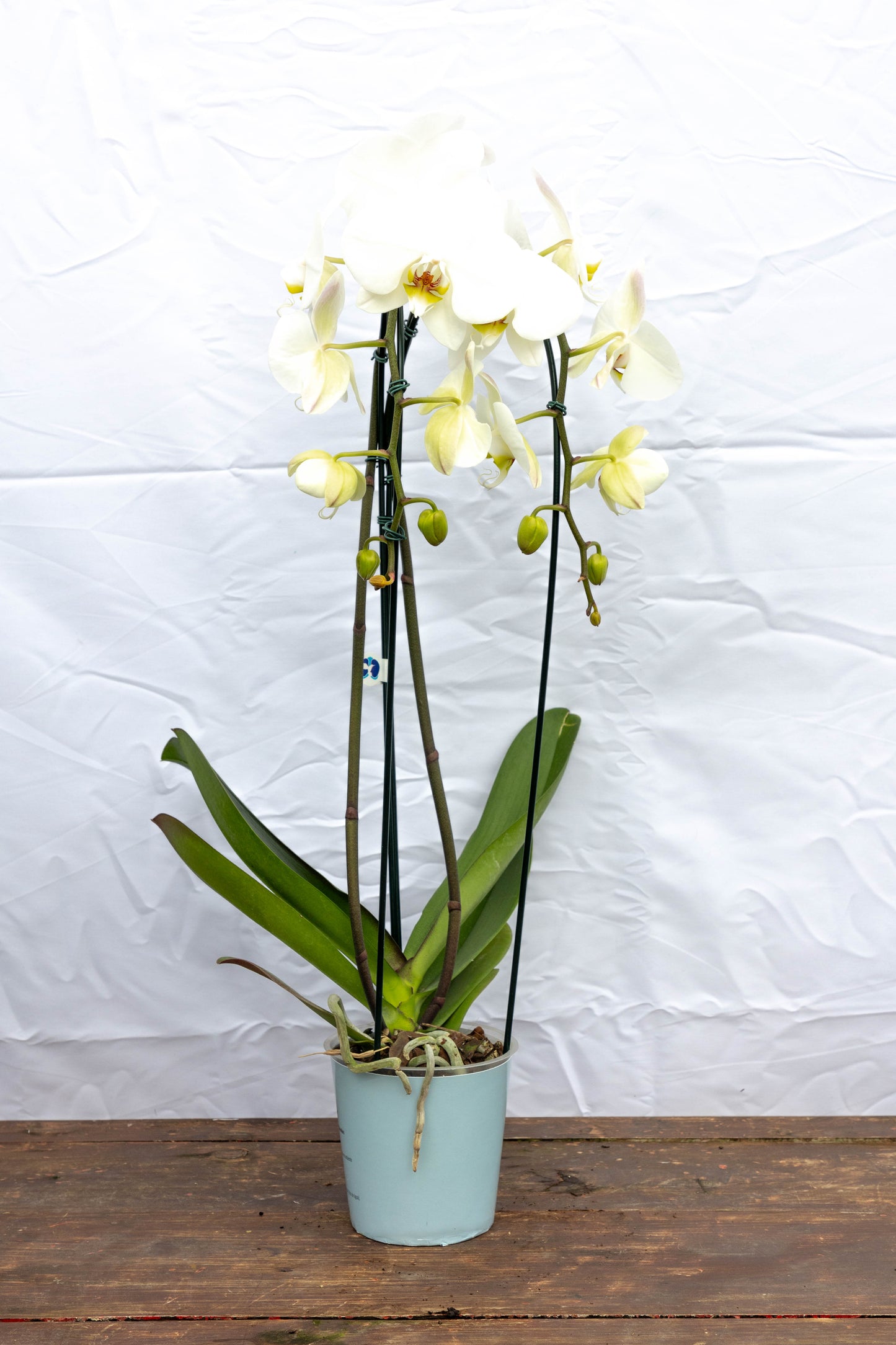 Orquídea Phalaenopsis - Elegancia y fragancia
