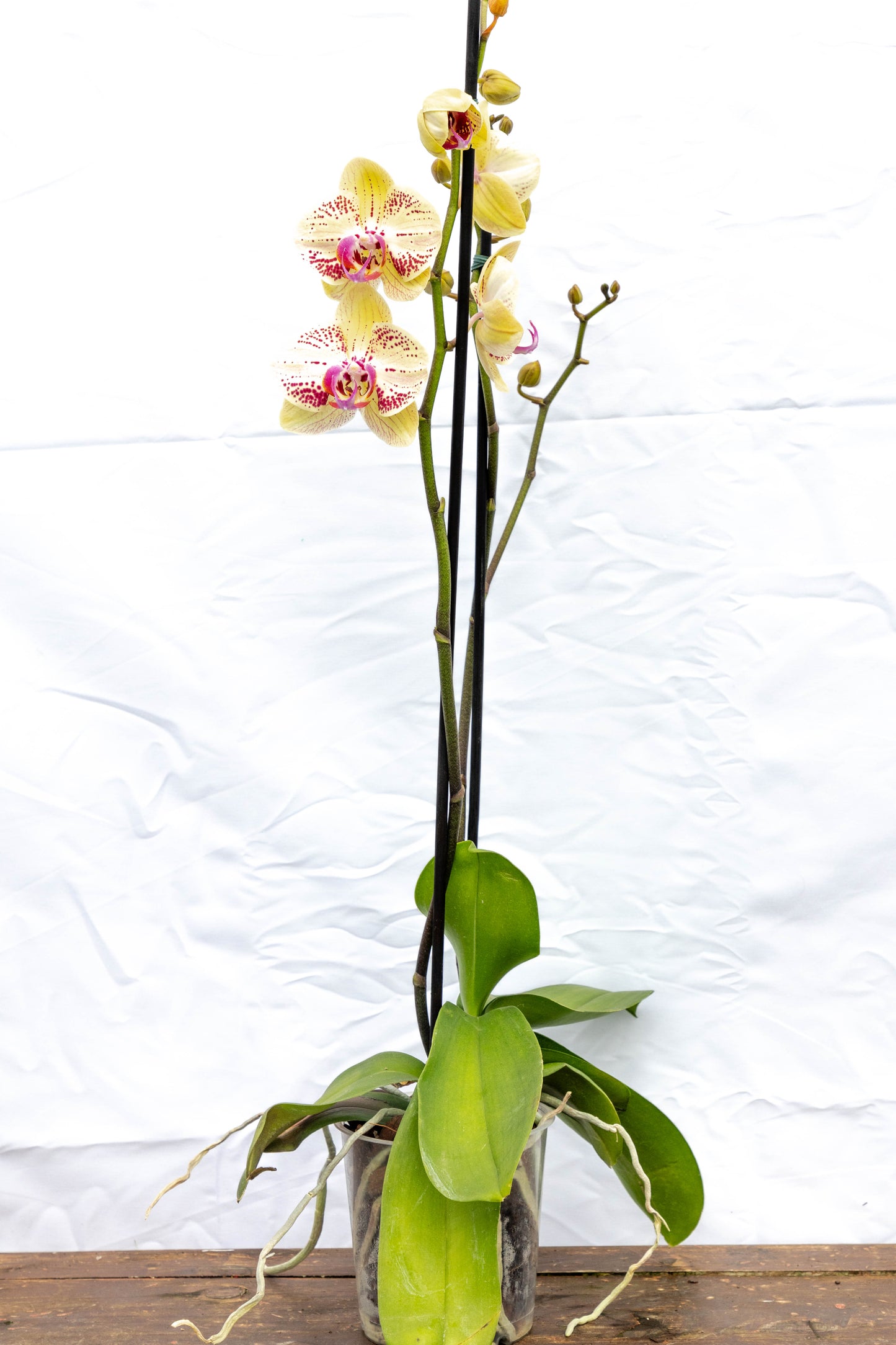 Orquídea Phalaenopsis - Elegancia y fragancia