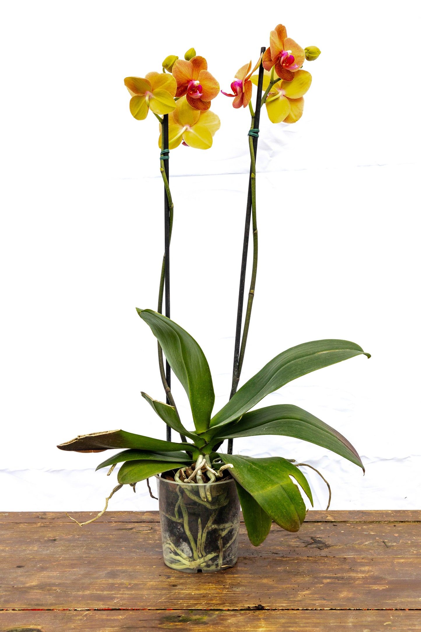 Orquídea Phalaenopsis - Elegancia y fragancia