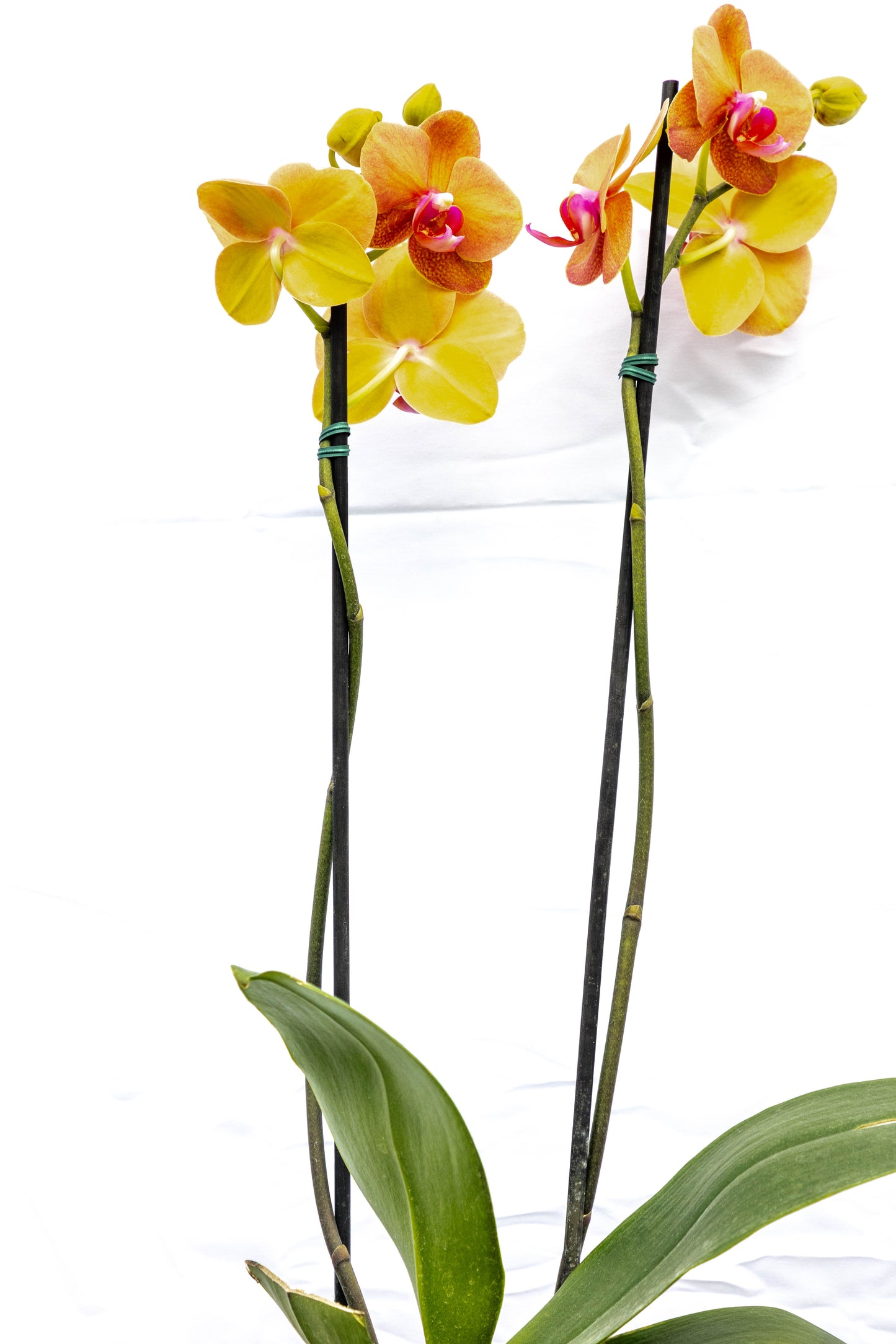 Orquídea Phalaenopsis - Elegancia y fragancia