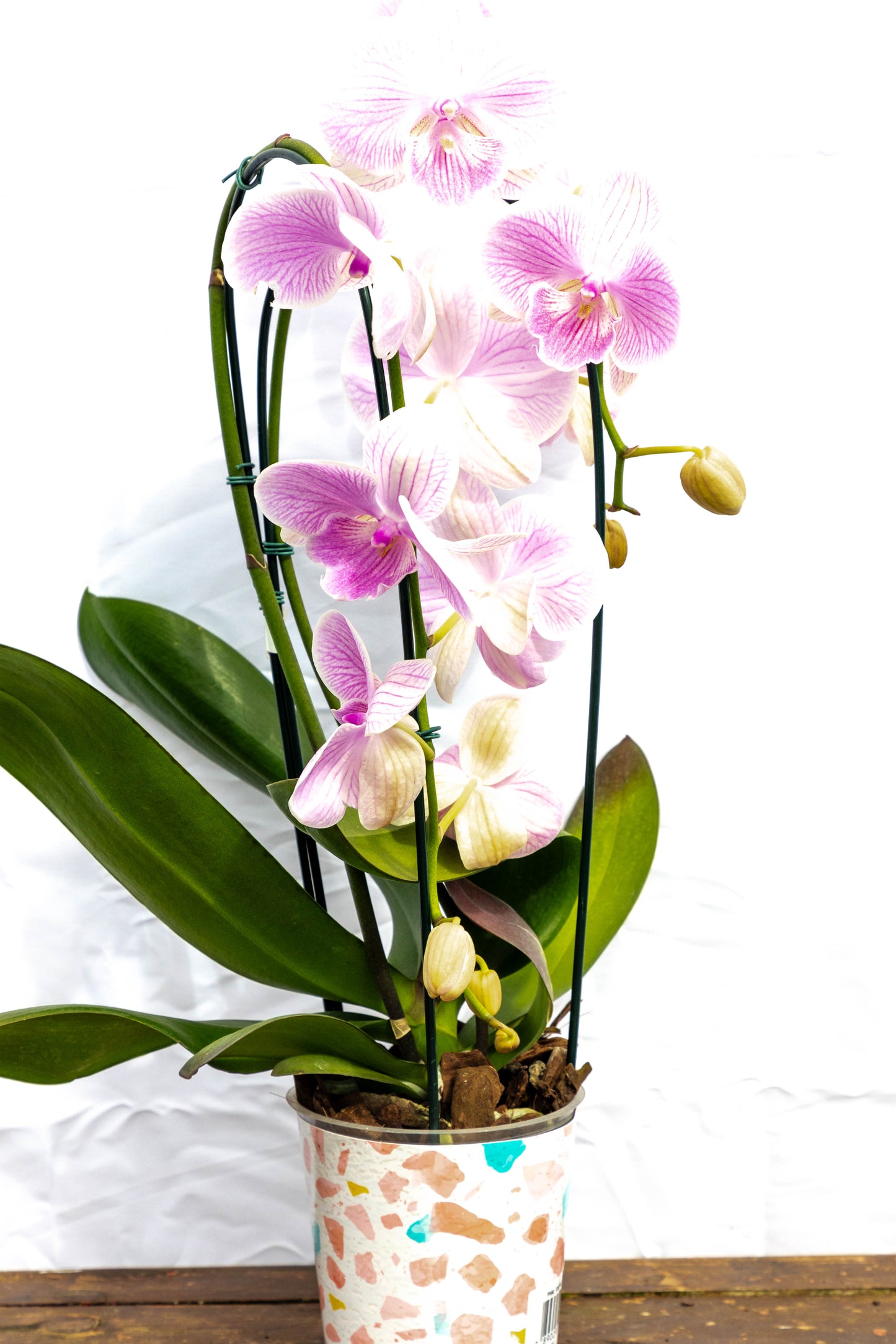Orquídea Phalaenopsis - Elegancia y fragancia