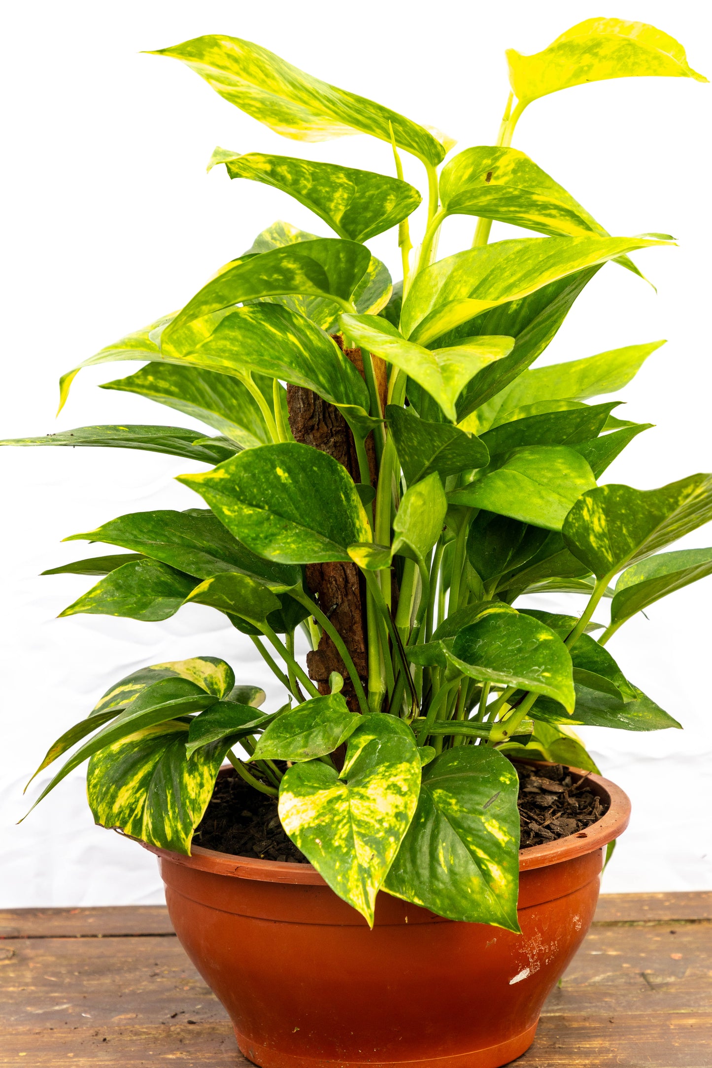 Pack “Mini Verde” – Tu primer paso al mundo de las plantas