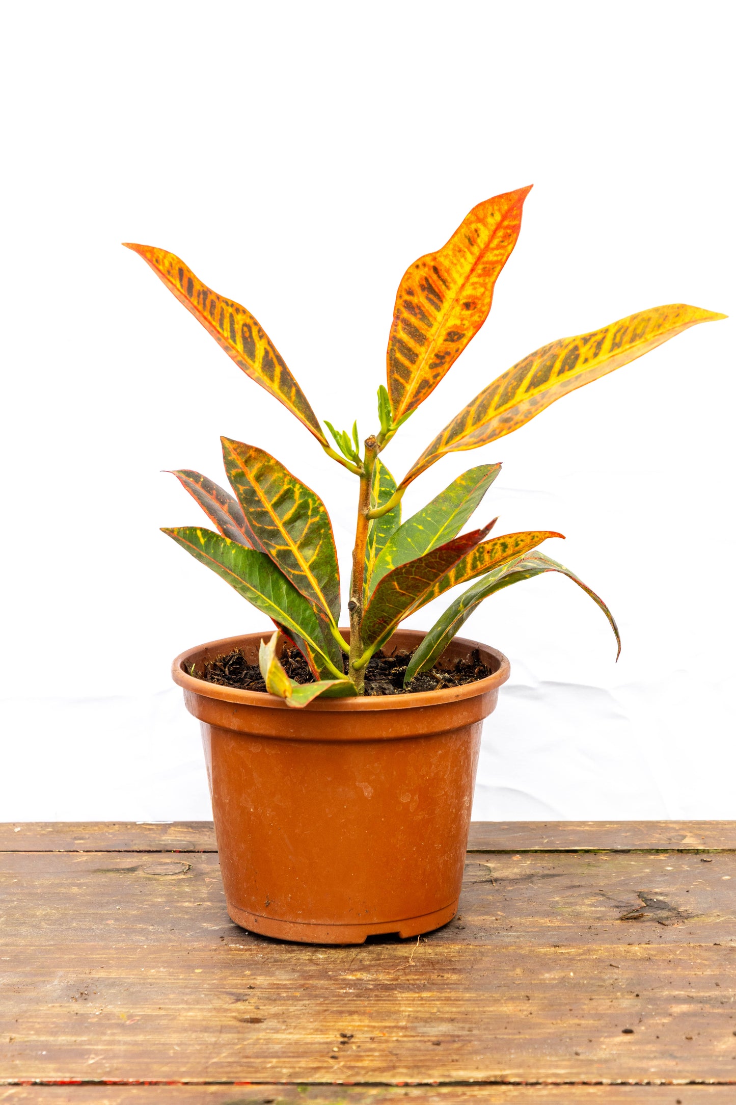 Croton - Planta Colorida