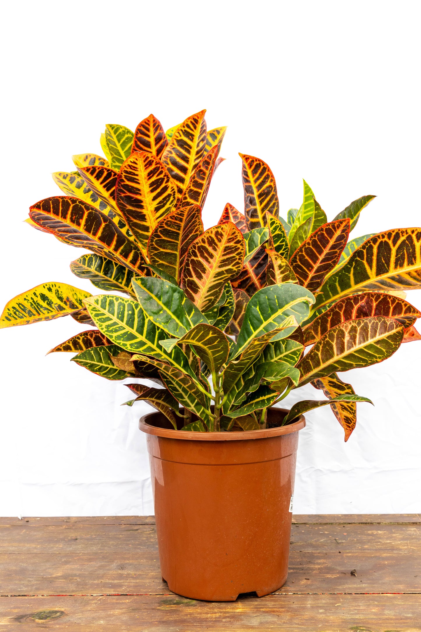 Croton - Planta Colorida