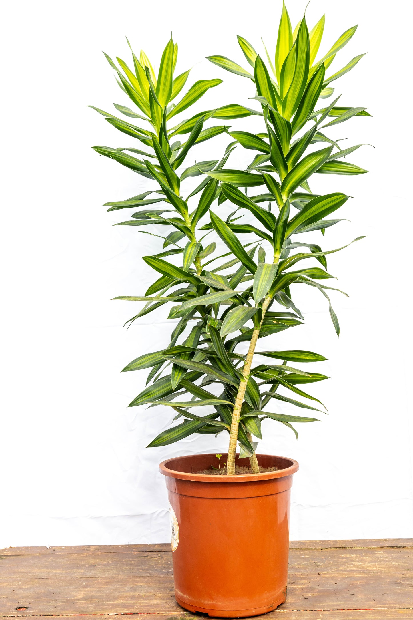 Dracena Reflexa – Verde vibrante con personalidad tropical