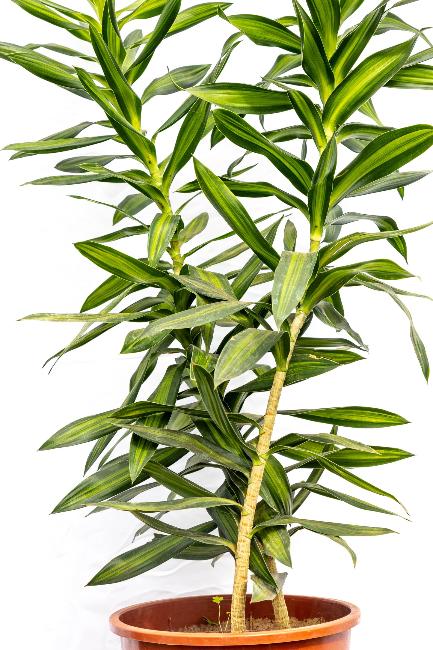 Dracena Reflexa – Verde vibrante con personalidad tropical