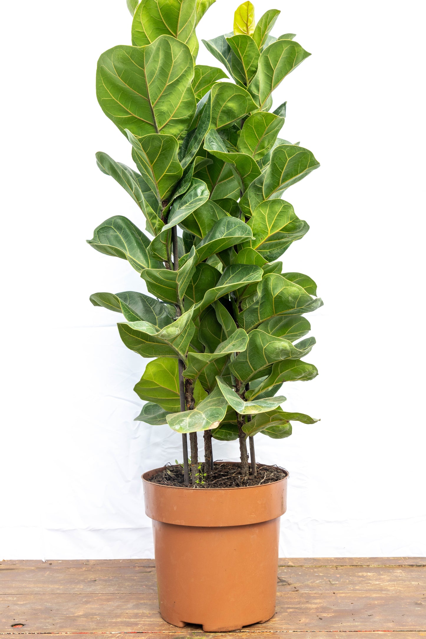Ficus Lyrata Triple