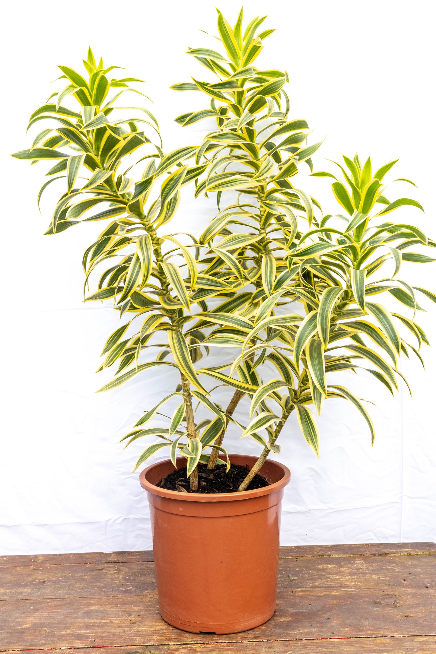 Dracena Pleomele – Verde estilizado para ambientes modernos