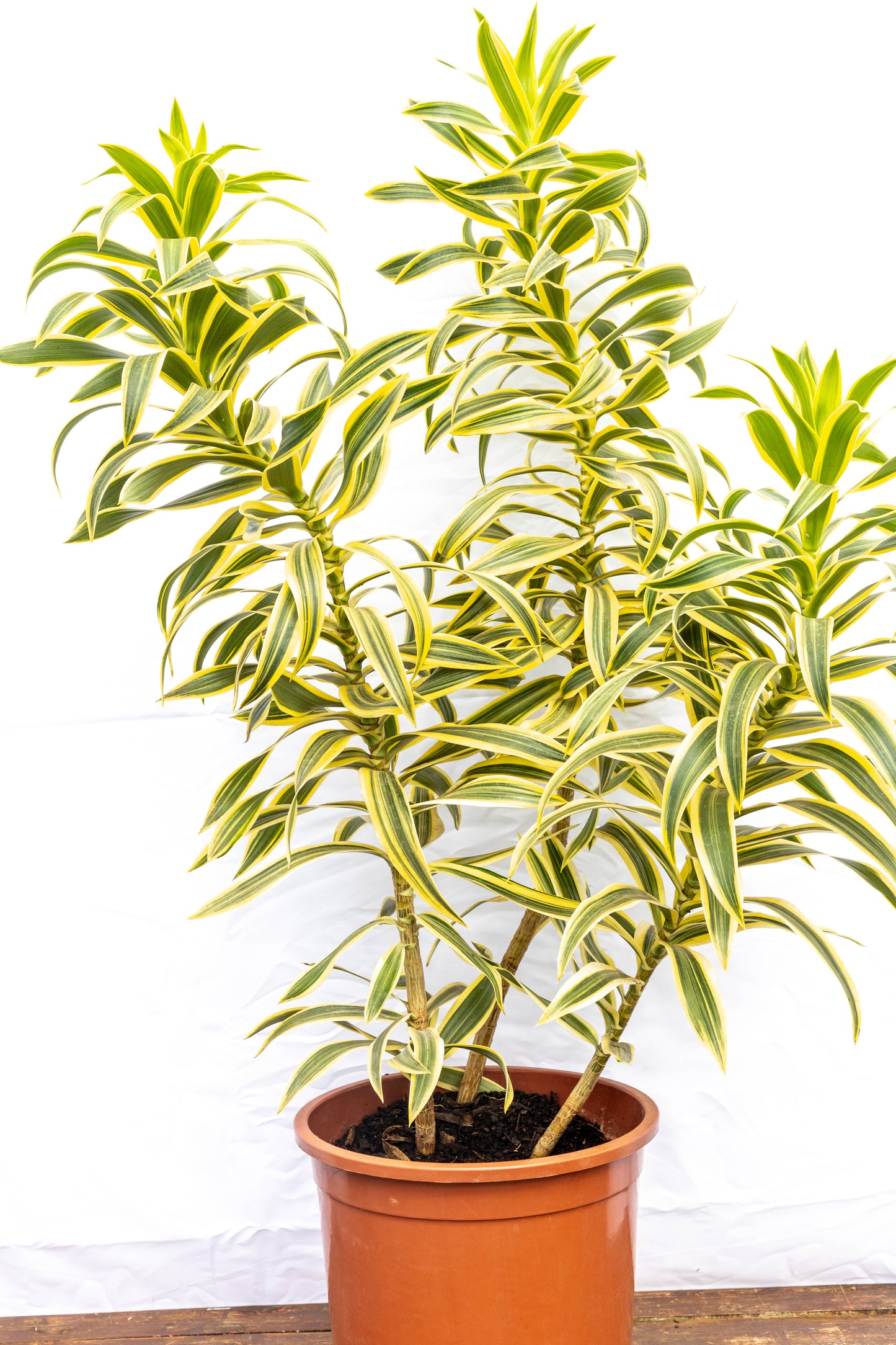 Dracena Pleomele – Verde estilizado para ambientes modernos