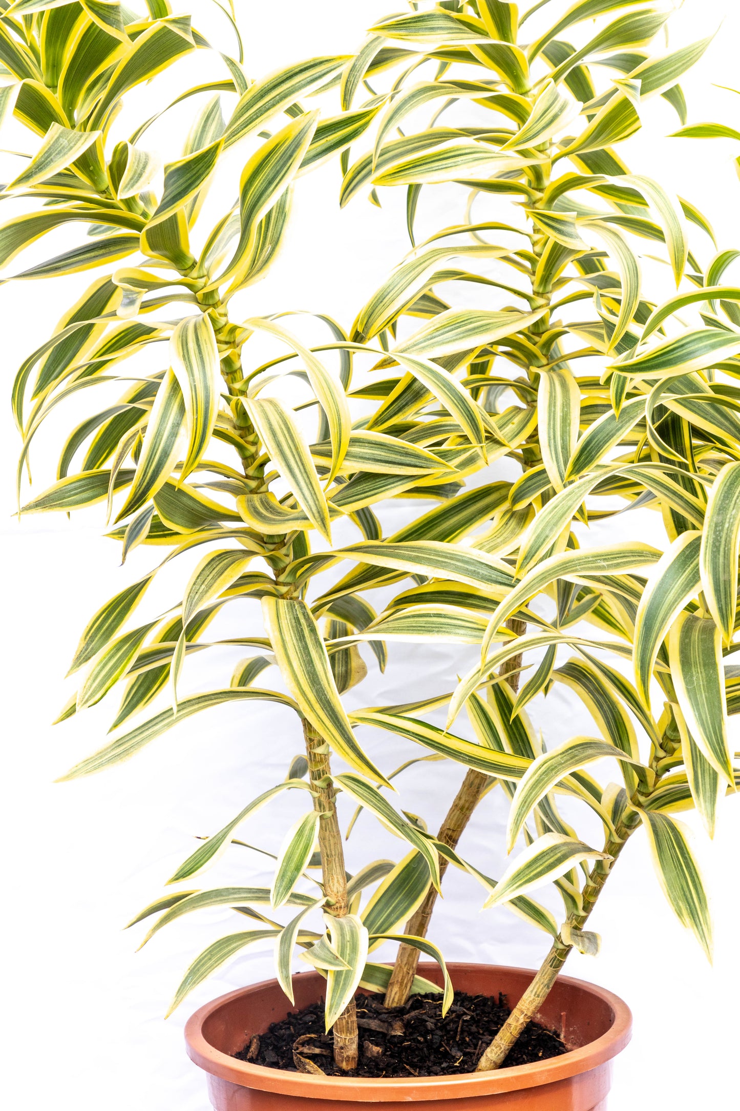 Dracena Pleomele – Verde estilizado para ambientes modernos