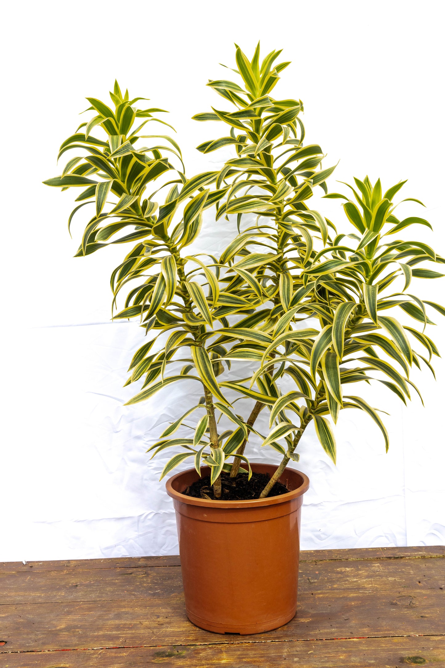 Dracena Pleomele – Verde estilizado para ambientes modernos