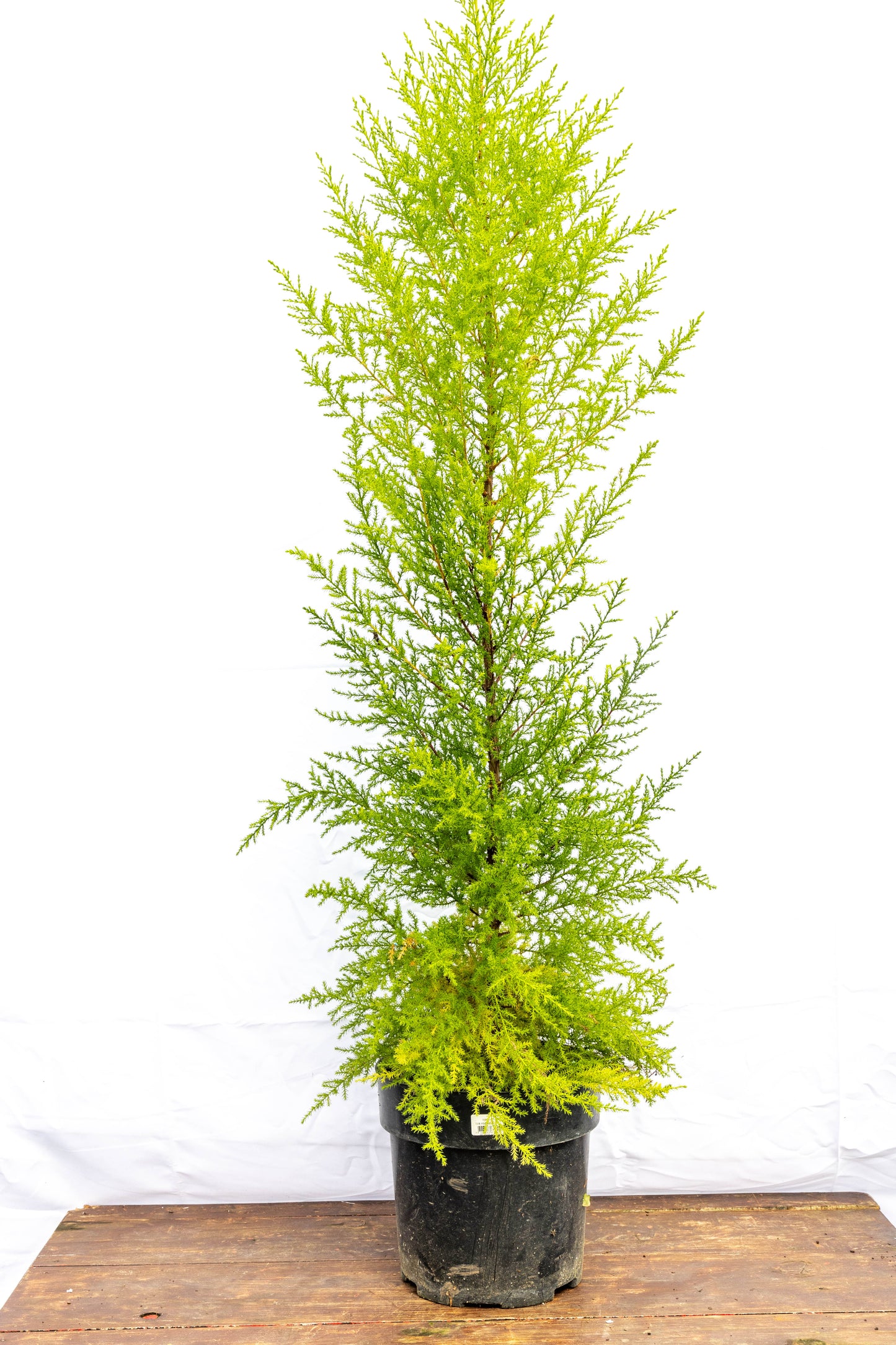Pino Limón – Verde brillante y aroma cítrico todo el año