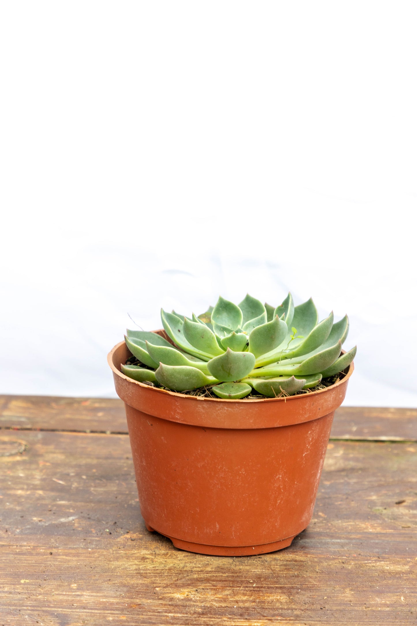 Suculenta Echeveria X4 Plantas Oferta Especial