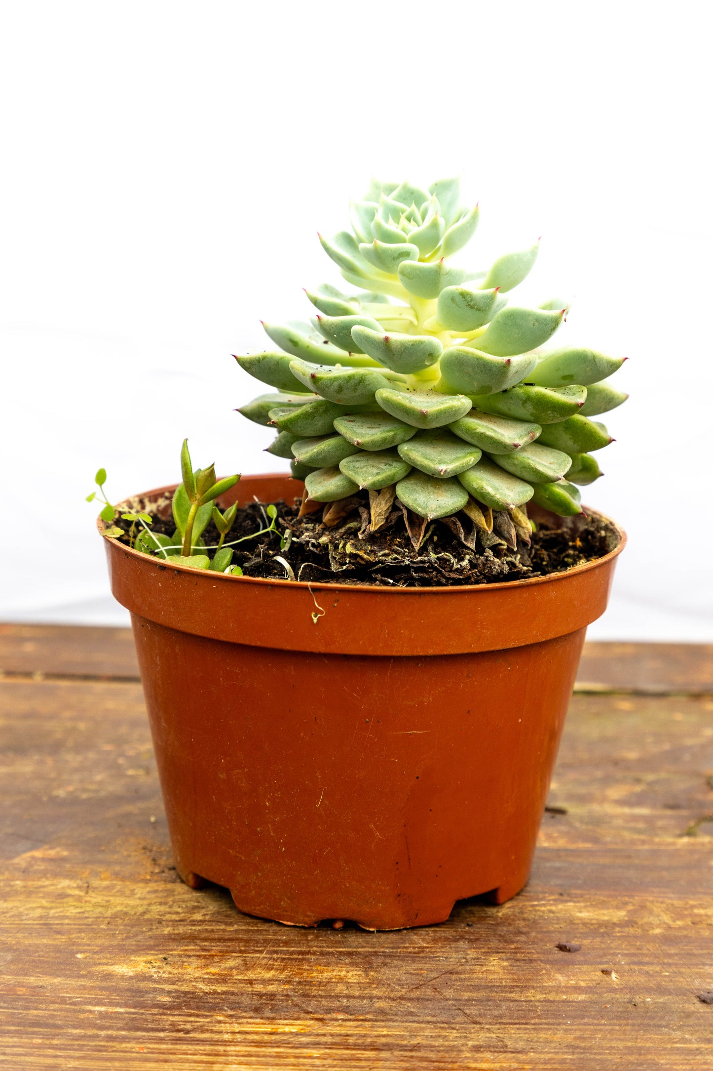 Suculenta Echeveria X4 Plantas Oferta Especial