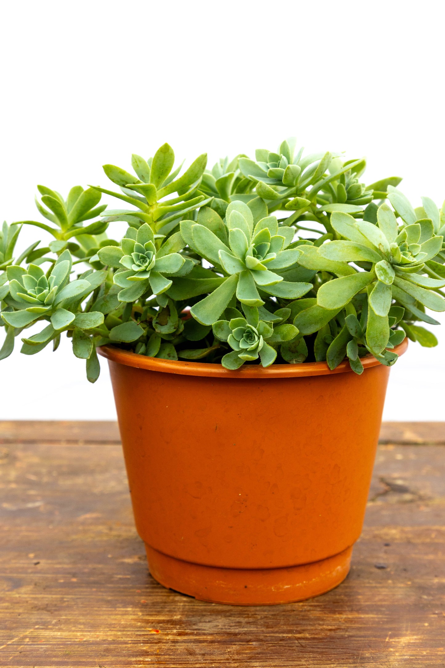 Suculenta Echeveria X4 Plantas Oferta Especial