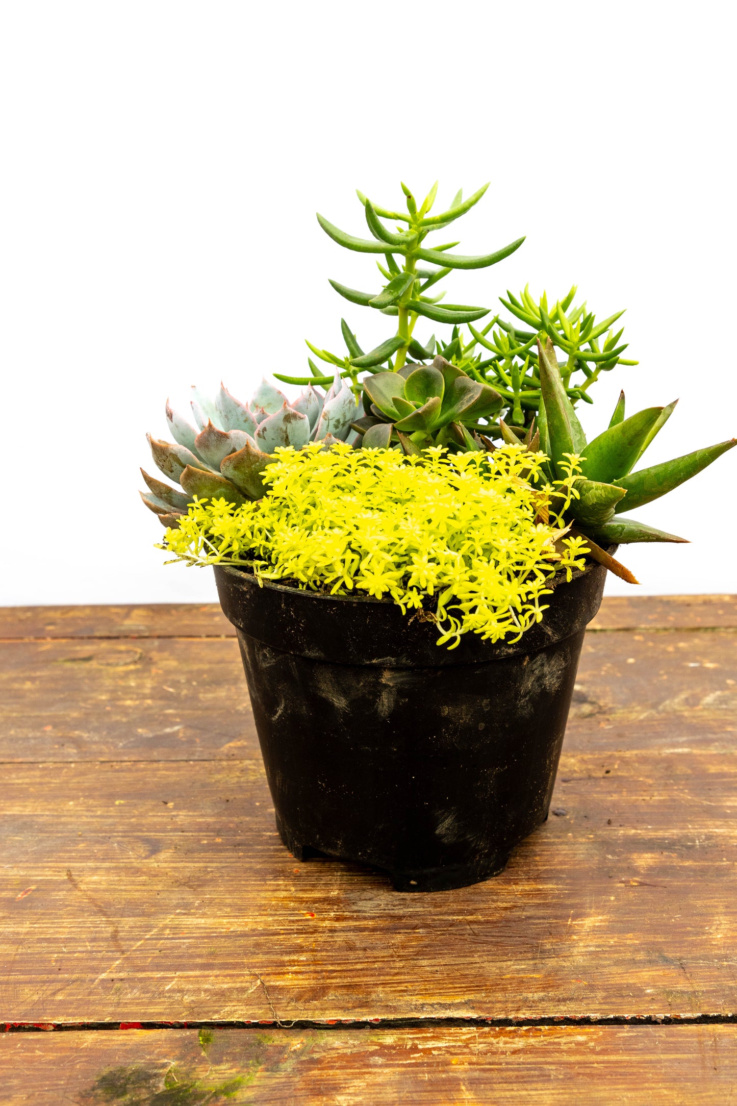 Pack “Mini Verde” – Tu primer paso al mundo de las plantas