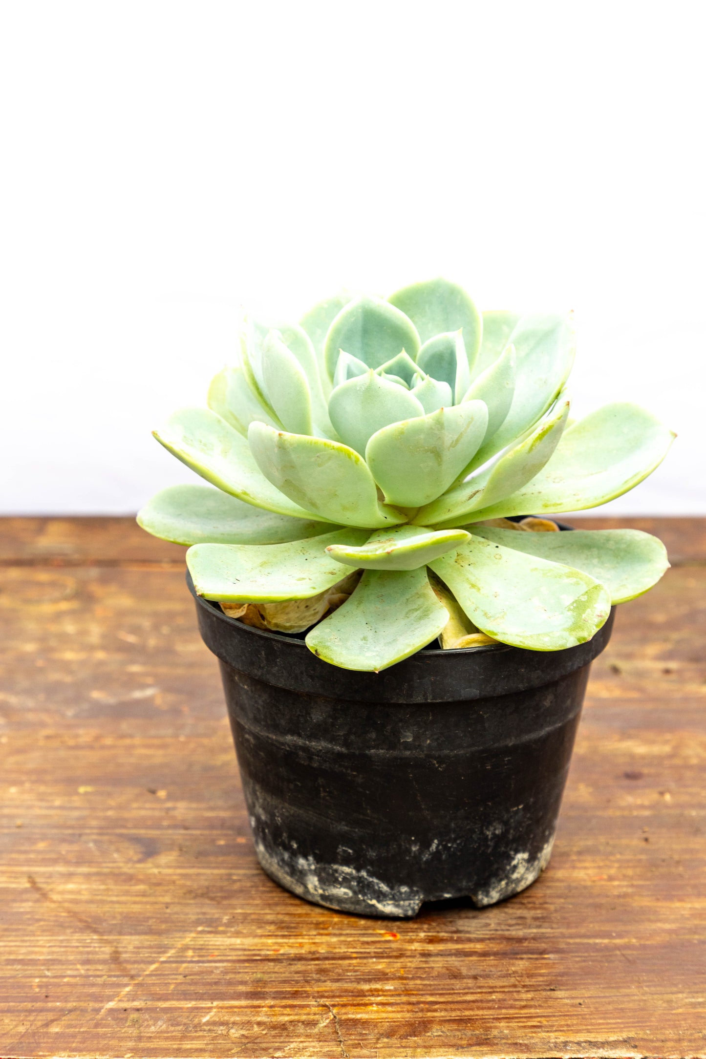 Suculenta Echeveria X4 Plantas Oferta Especial