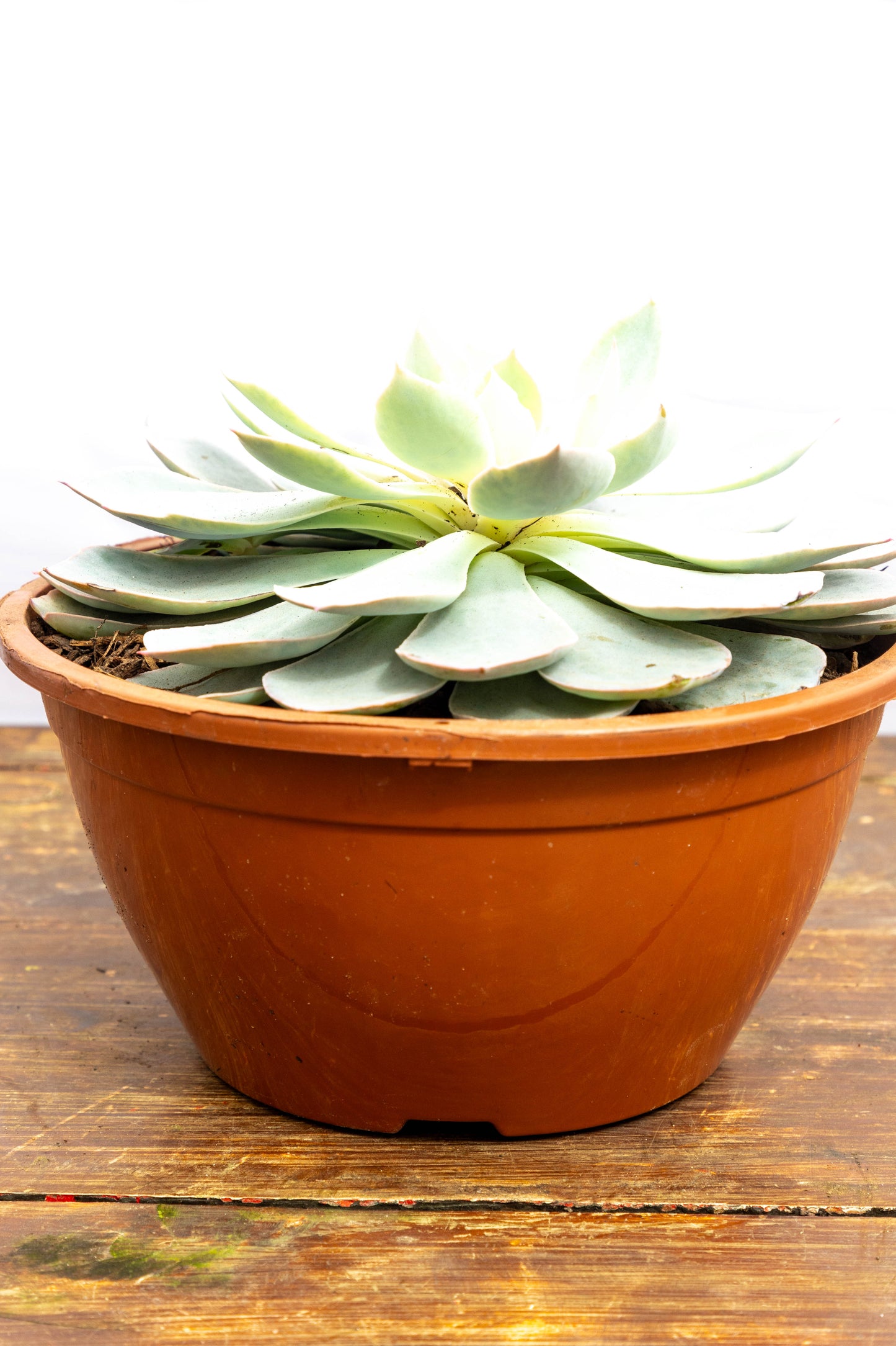 Suculenta Echeveria X4 Plantas Oferta Especial