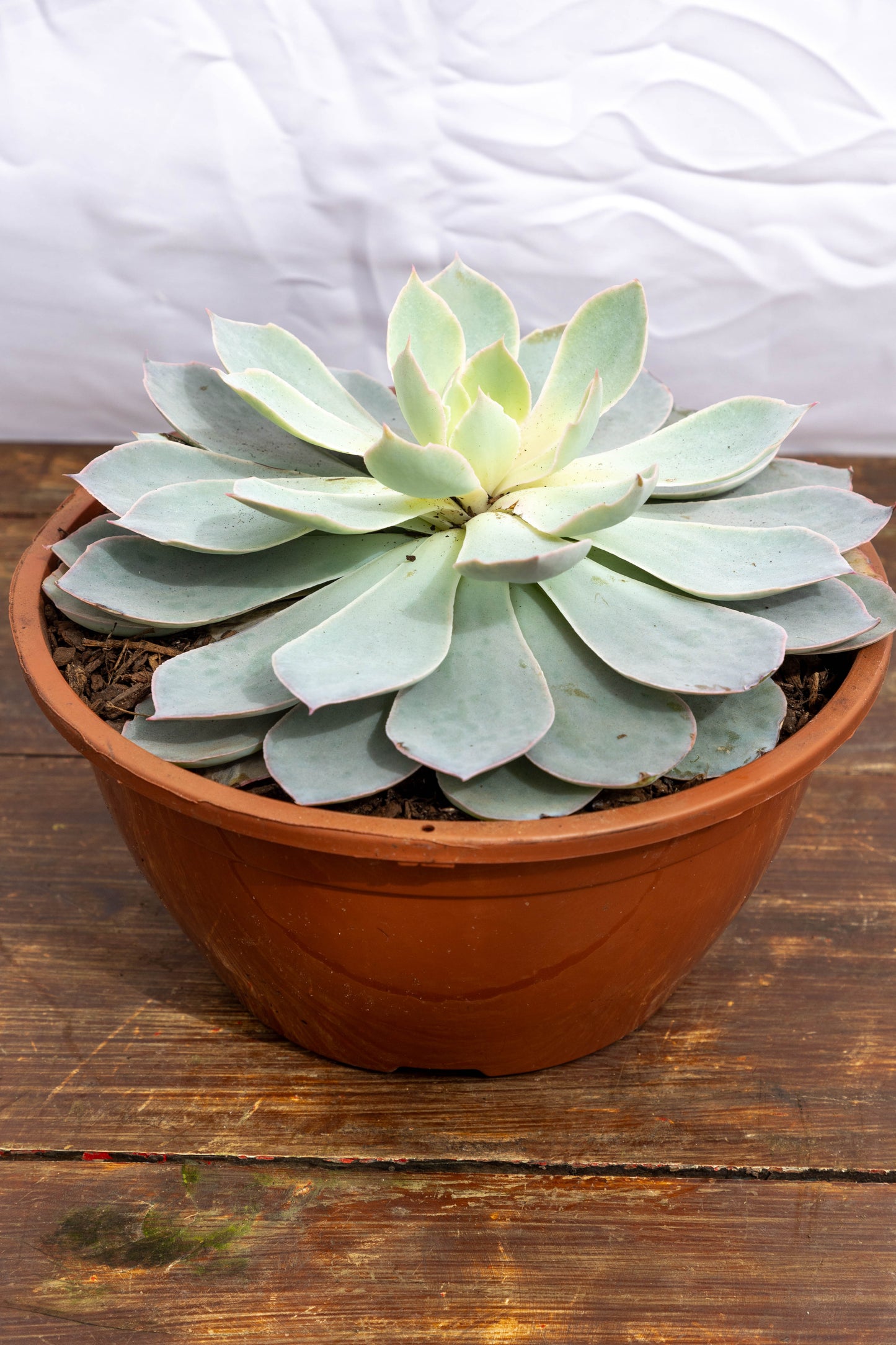 Suculenta Echeveria X4 Plantas Oferta Especial